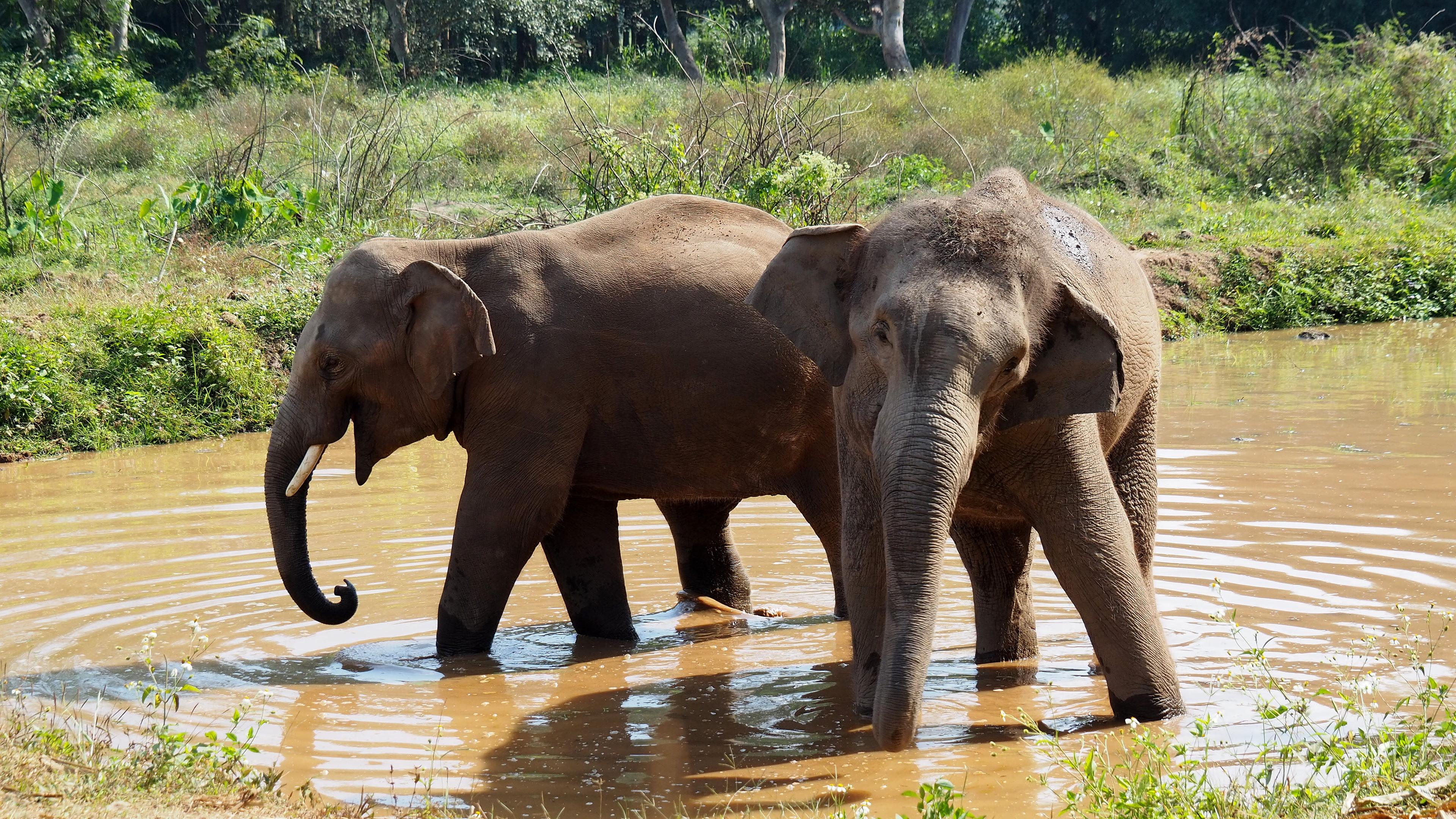 Zwei Elefanten in einem Naturschutzgeebiet nahe der Stadt Chiang Mai im Norden von Thailand