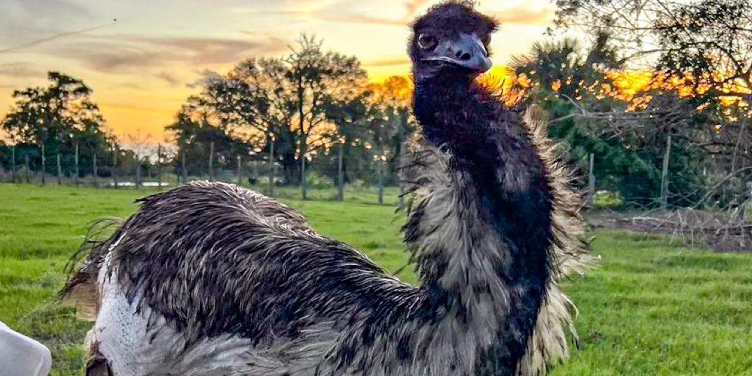 Der Emu Emmanuel war Ziel einer Desinformationskampagne von Team Jorge.