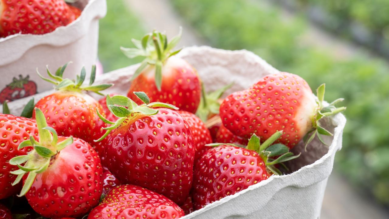 Umweltschützer Pestizide in vielen Erdbeeren ZDFheute