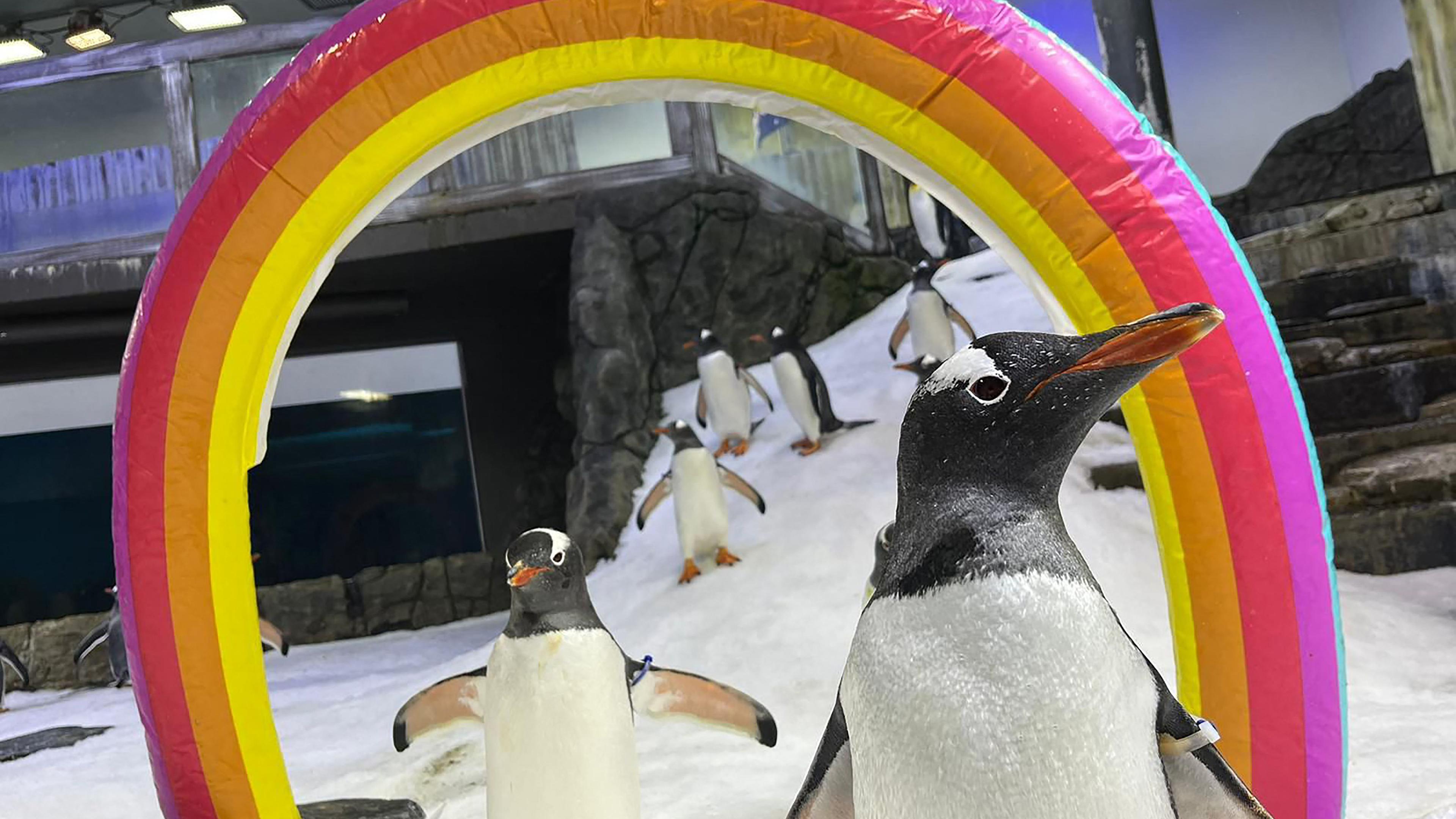 Ein undatiertes Handout-Foto, das am 22. August 2024 von Sea Life Sydney zur Verfügung gestellt wurde, zeigt den Eselspinguin Sphen (rechts) im Sea Life Sydney Aquarium. 