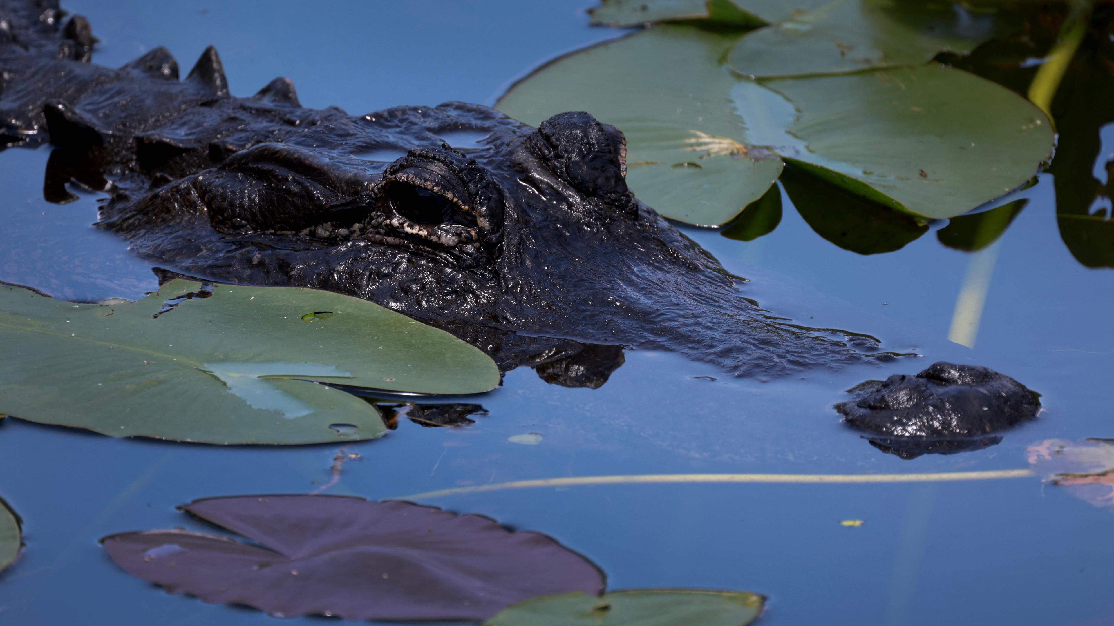 Alligator in den Everglades in Florida
