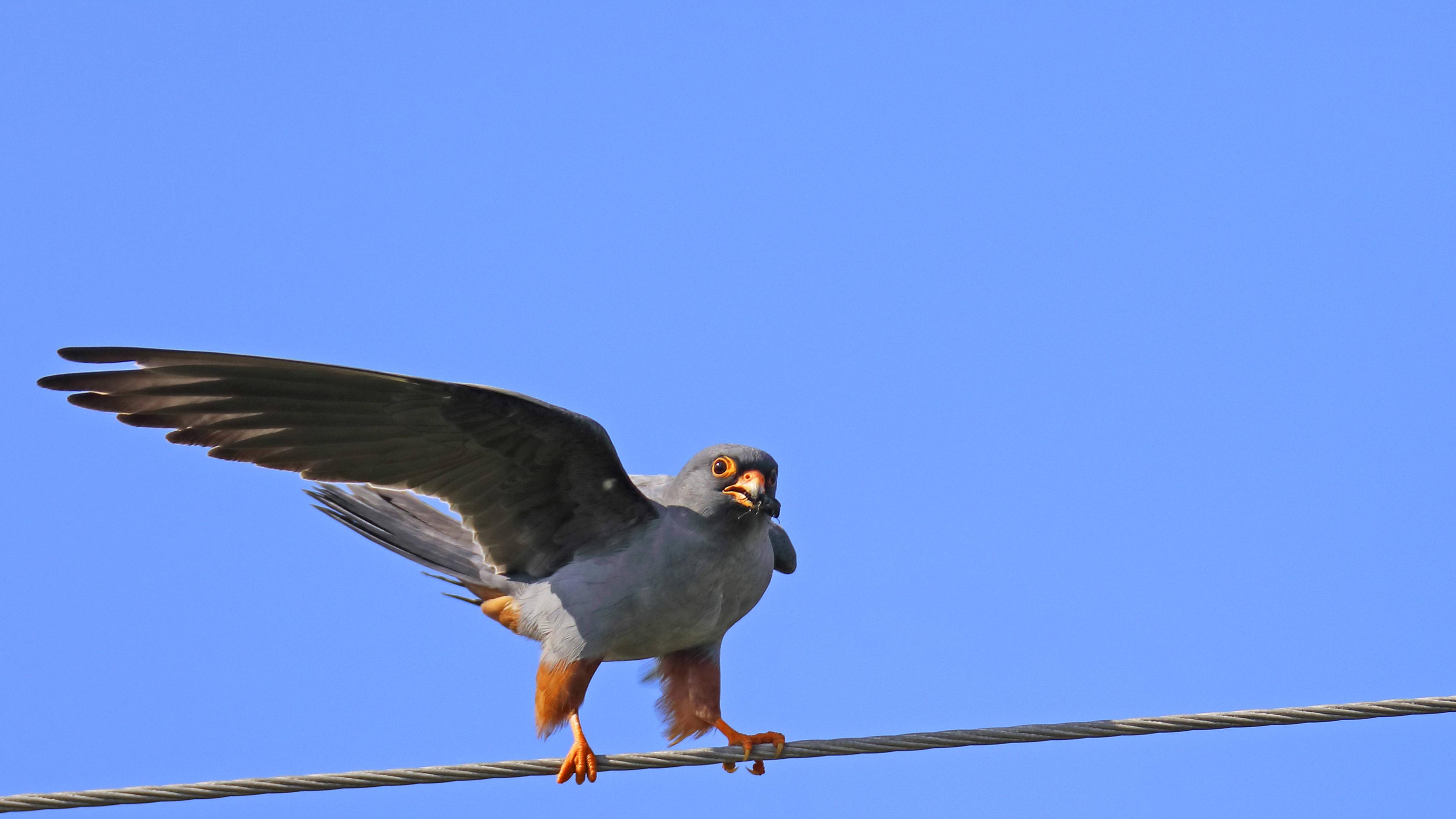 Lowenzahn Falke Zdftivi