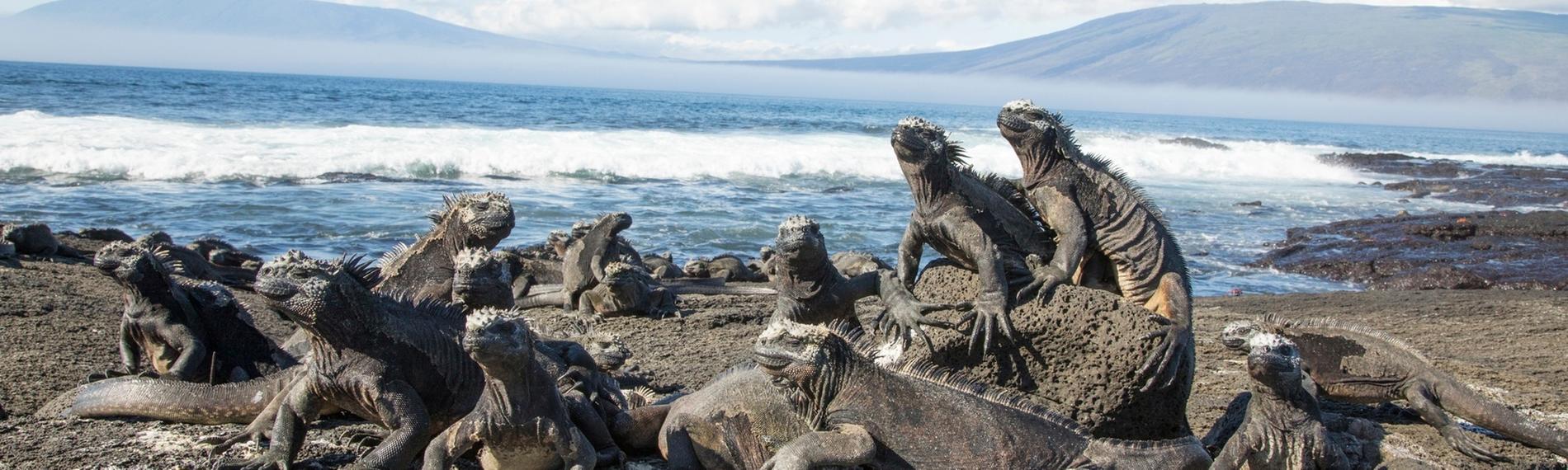 Galapagos-Meerechsen auf Felsen.