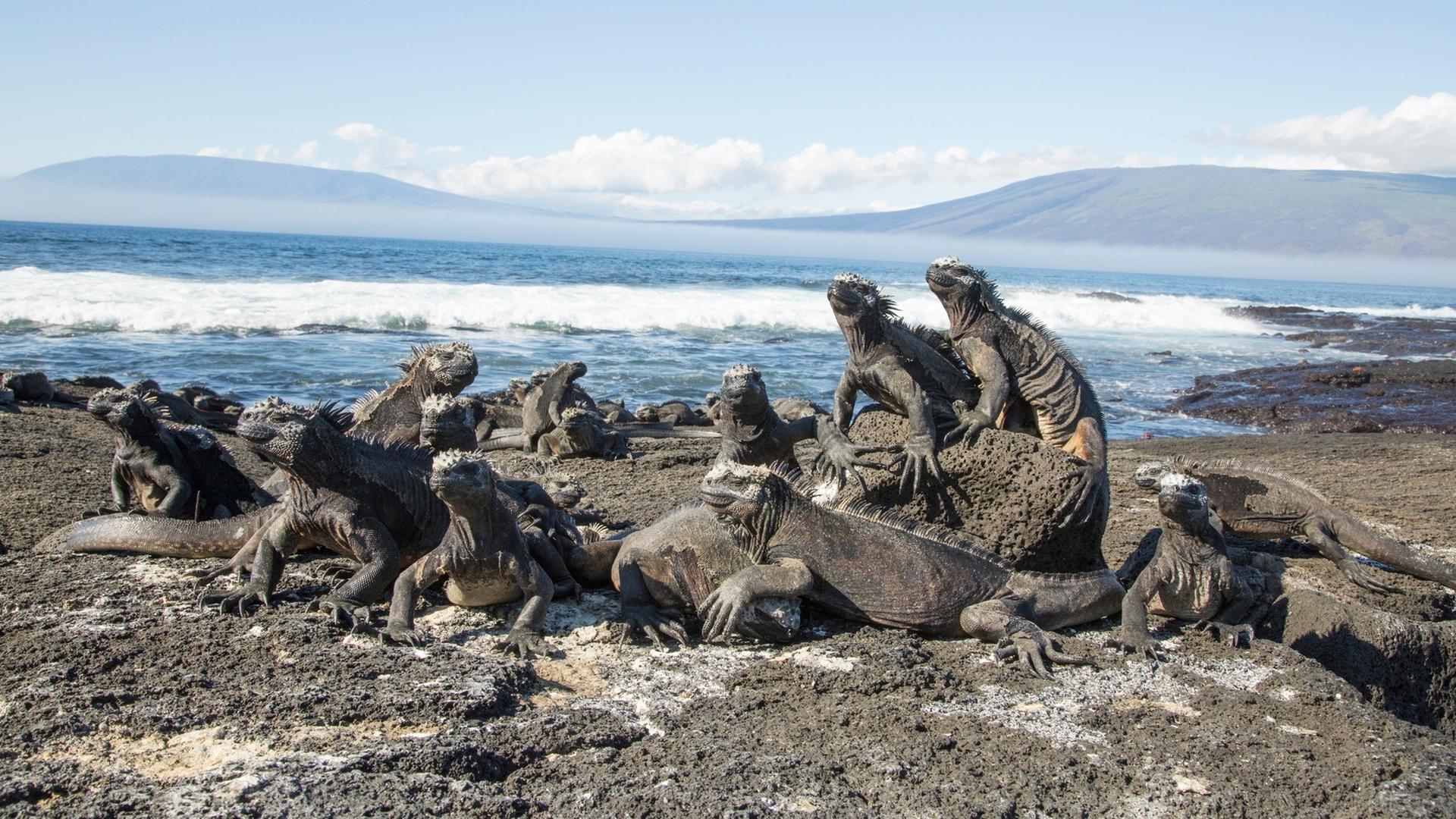 Galapagos-Meerechsen auf Felsen.