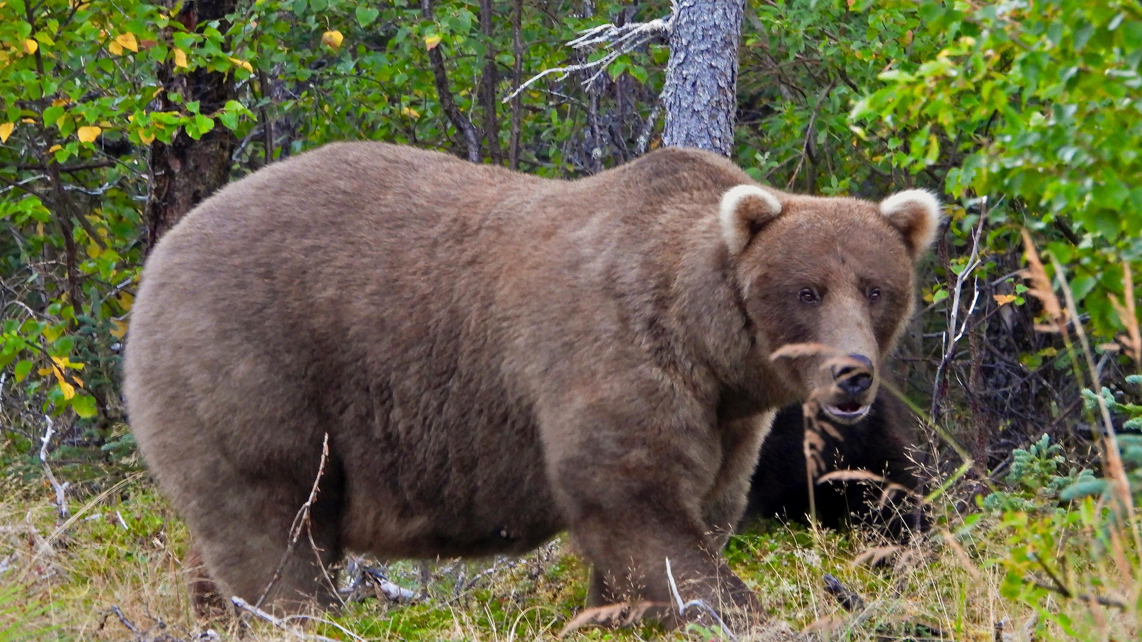 "Fat Bear"-Siegerin 128 Grazer im Katmai National Park in Alaska