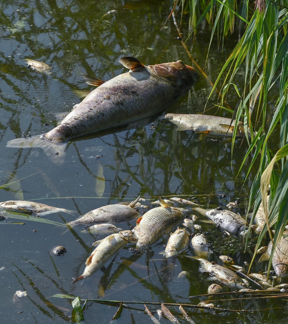 Tote Fische am Ufer der Oder.