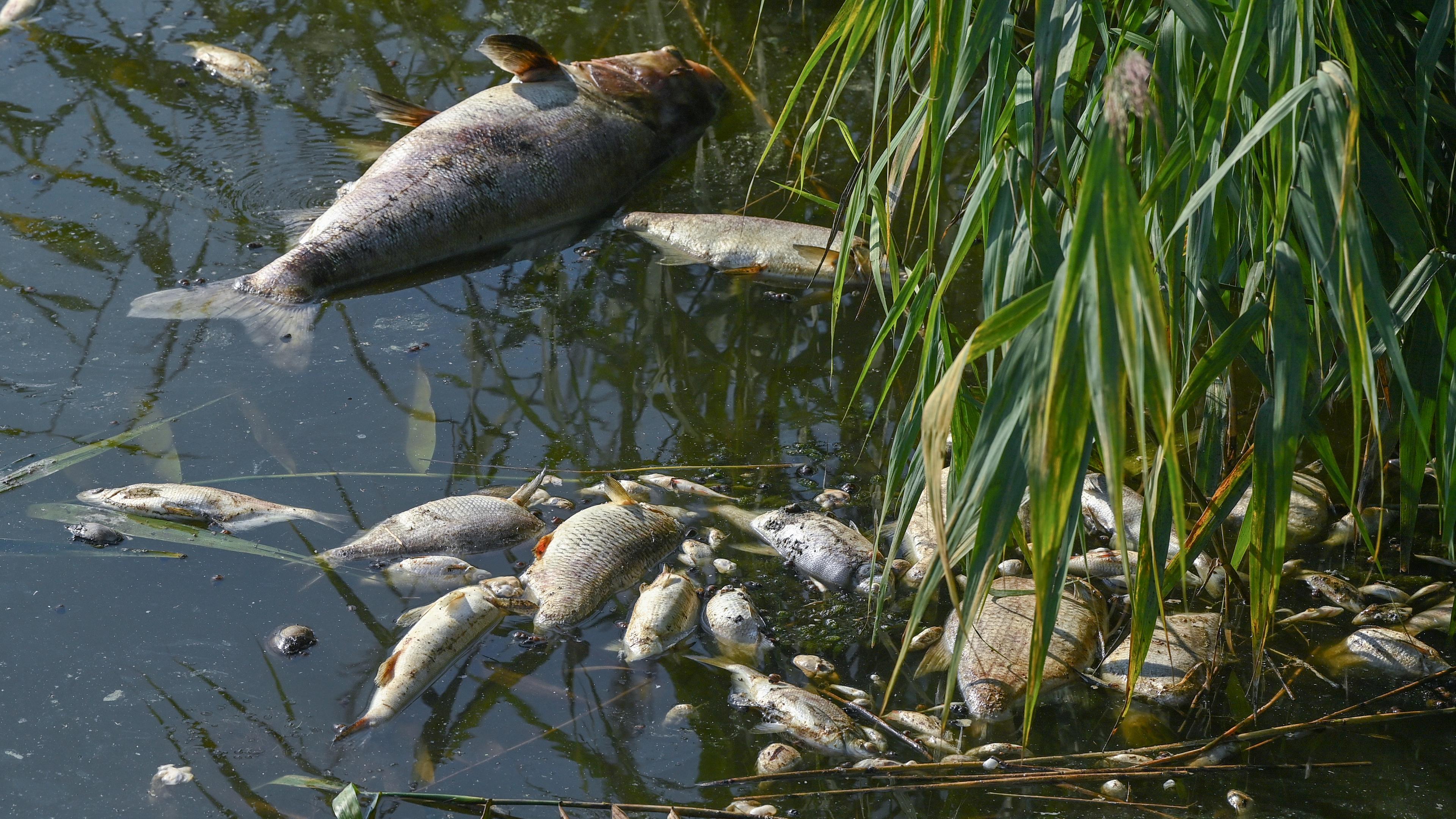 Tote Fische am Ufer der Oder.