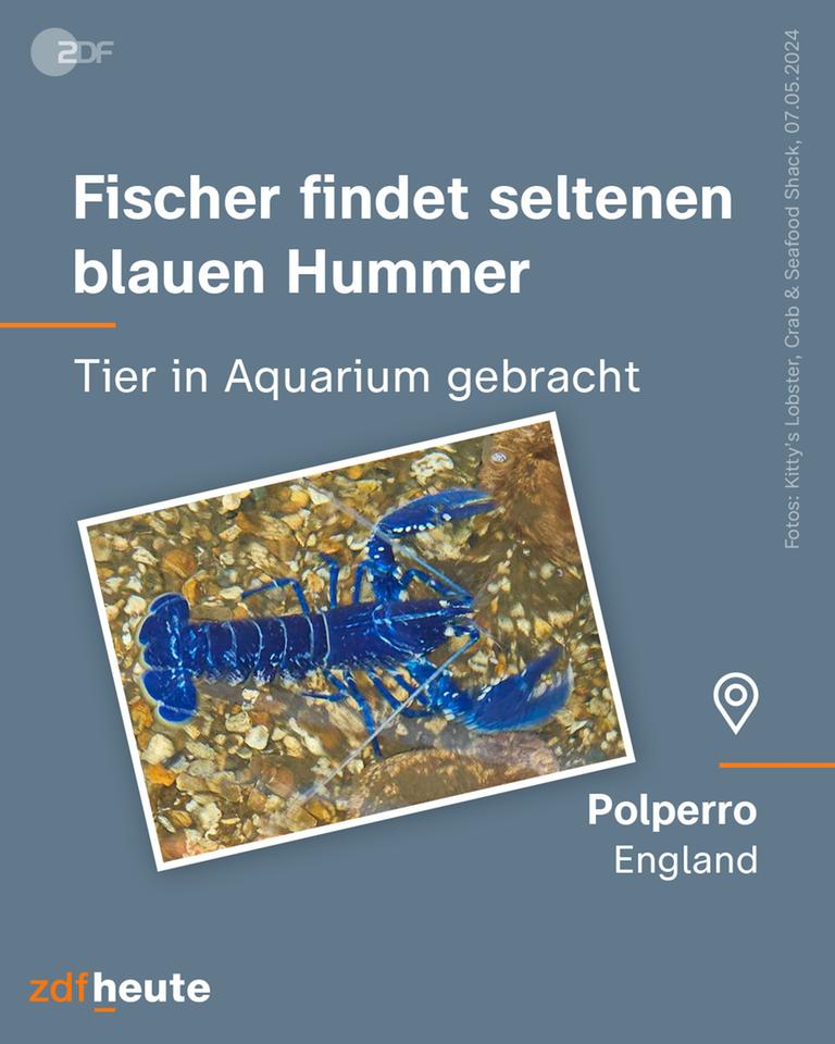 Fischer findet seltenen blauen Hummer, das Tier wurde ins Aquarium gebracht.