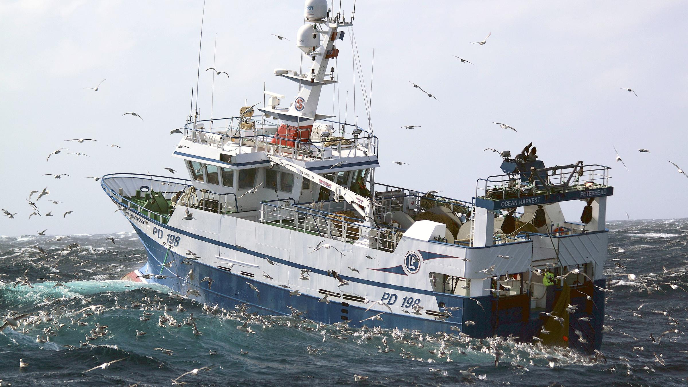 Uberfischung Warum Gibt Es Eigentlich Fangquoten Zdfheute