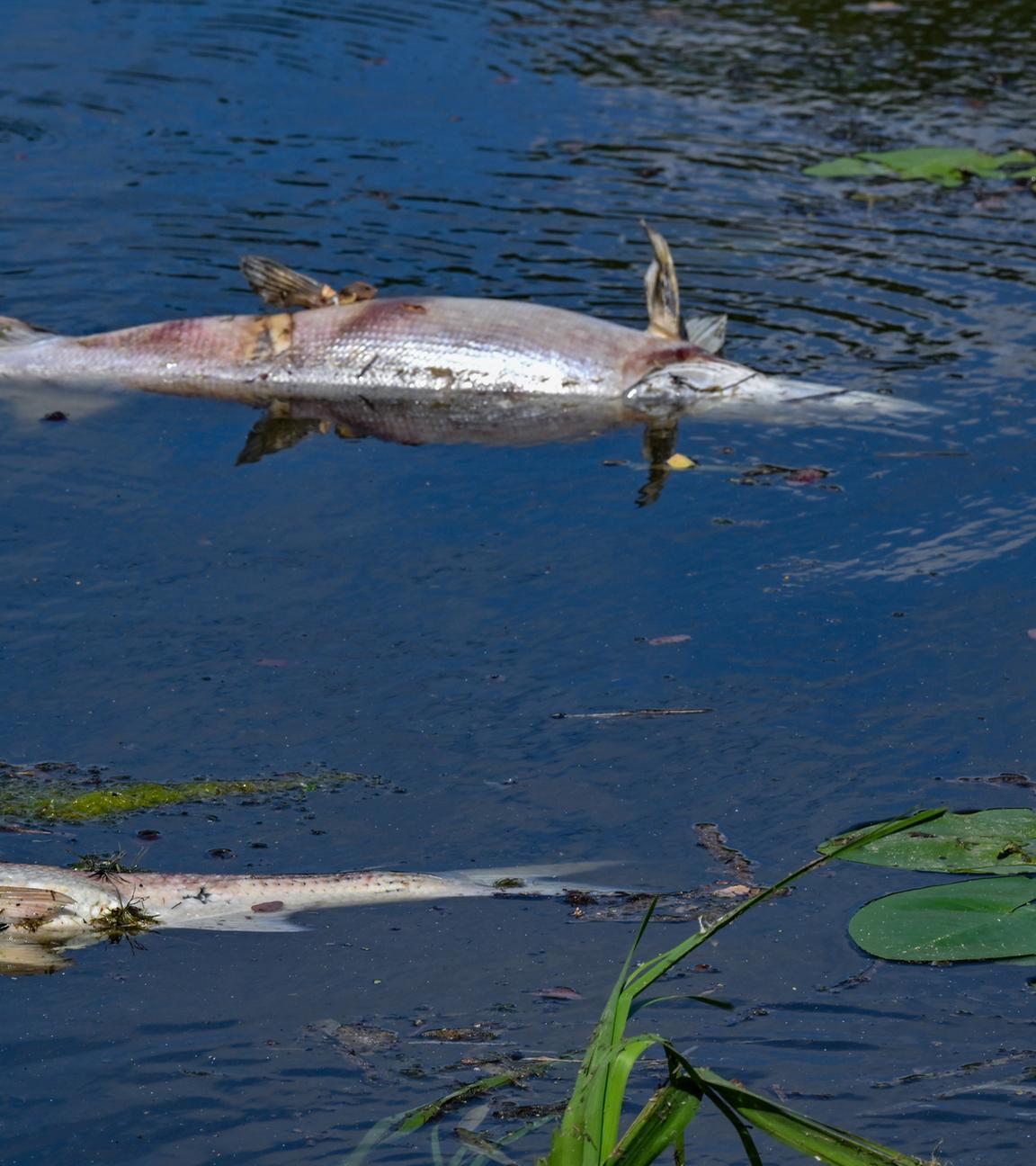 Zwei tote Fische treiben an der Wasseroberfläche der Oder.