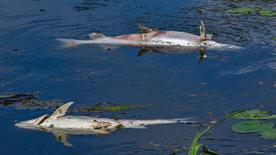 Two dead fish float on the surface of the Oder River.