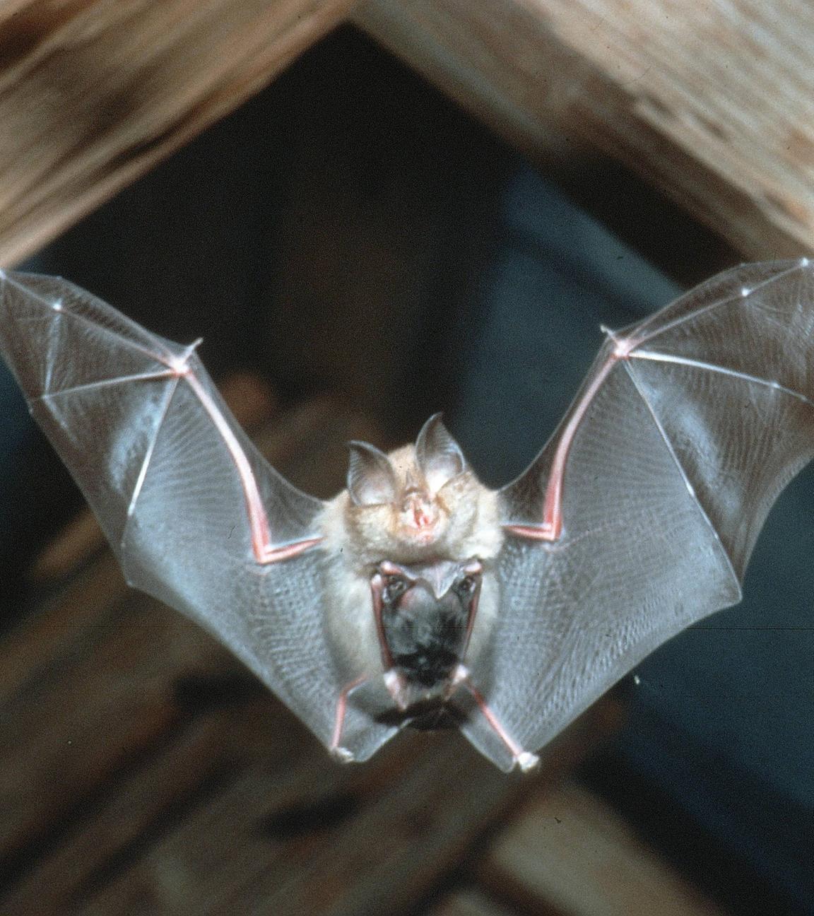 Eine Fledermaus fliegt unter einem Holzgebälk hindurch