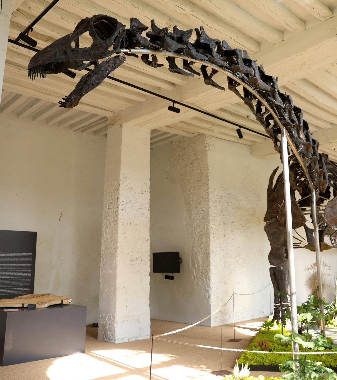 Frankreich, Paris: Vulcain, ein versteinerter Apatosaurus-Dinosaurier, wird vor seiner Versteigerung im Chateau de Dampierre in Dampierre-en-Nord ausgestellt.