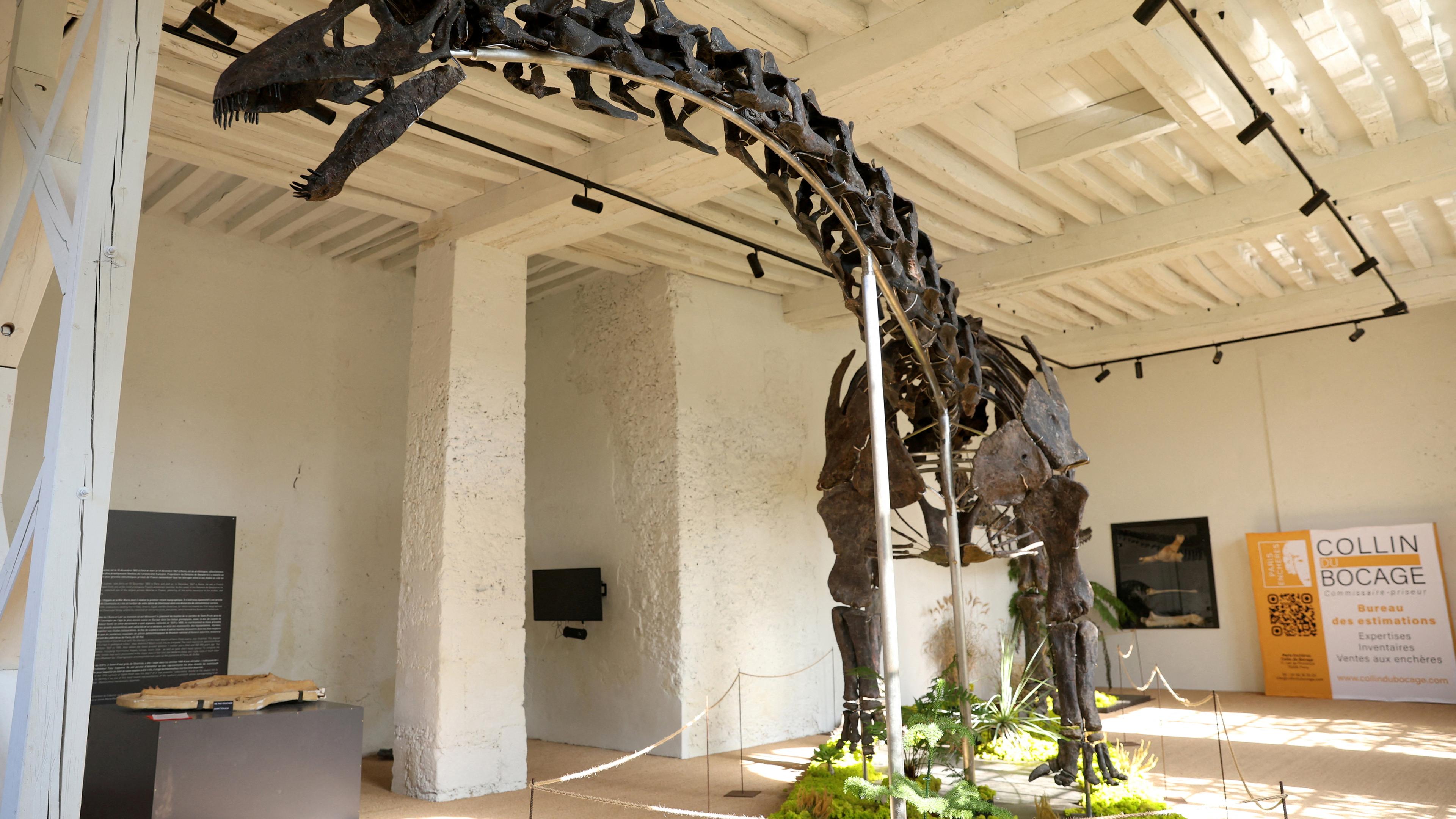 Frankreich, Paris: Vulcain, ein versteinerter Apatosaurus-Dinosaurier, wird vor seiner Versteigerung im Chateau de Dampierre in Dampierre-en-Nord ausgestellt.