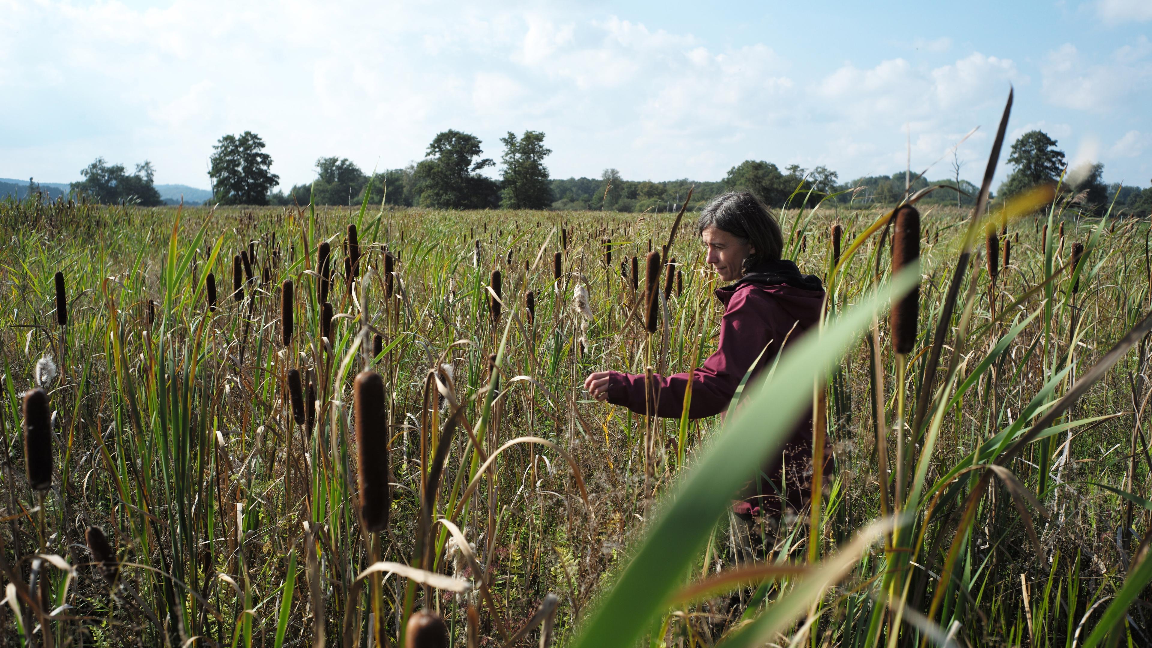 Rohrkolben gehören zu den Hoffnungsträgern der nassen Moornutzung. Franziska Tanneberger setzt sich unter anderem bei Landwirtinnen und Landwirten dafür ein. Am 27. Oktober in Mainz erhält die Moorforscherin den diesjährigen mit 500.000 Euro dotierten Deutschen Umweltpreis der Deutschen Bundesstiftung Umwelt (DBU), den sie sich mit Diplom-Ingenieur Thomas Speidel teilt.