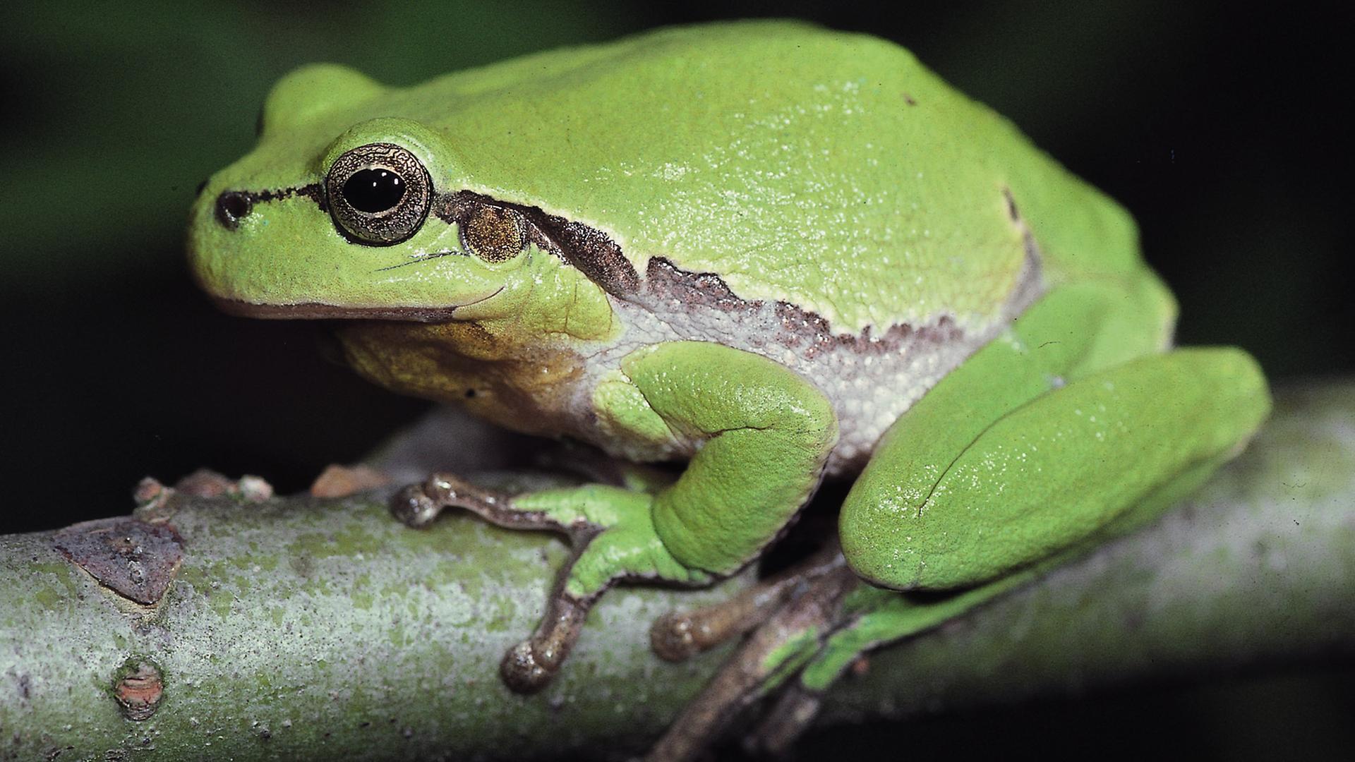 Lowenzahnchen Frosch Zdftivi