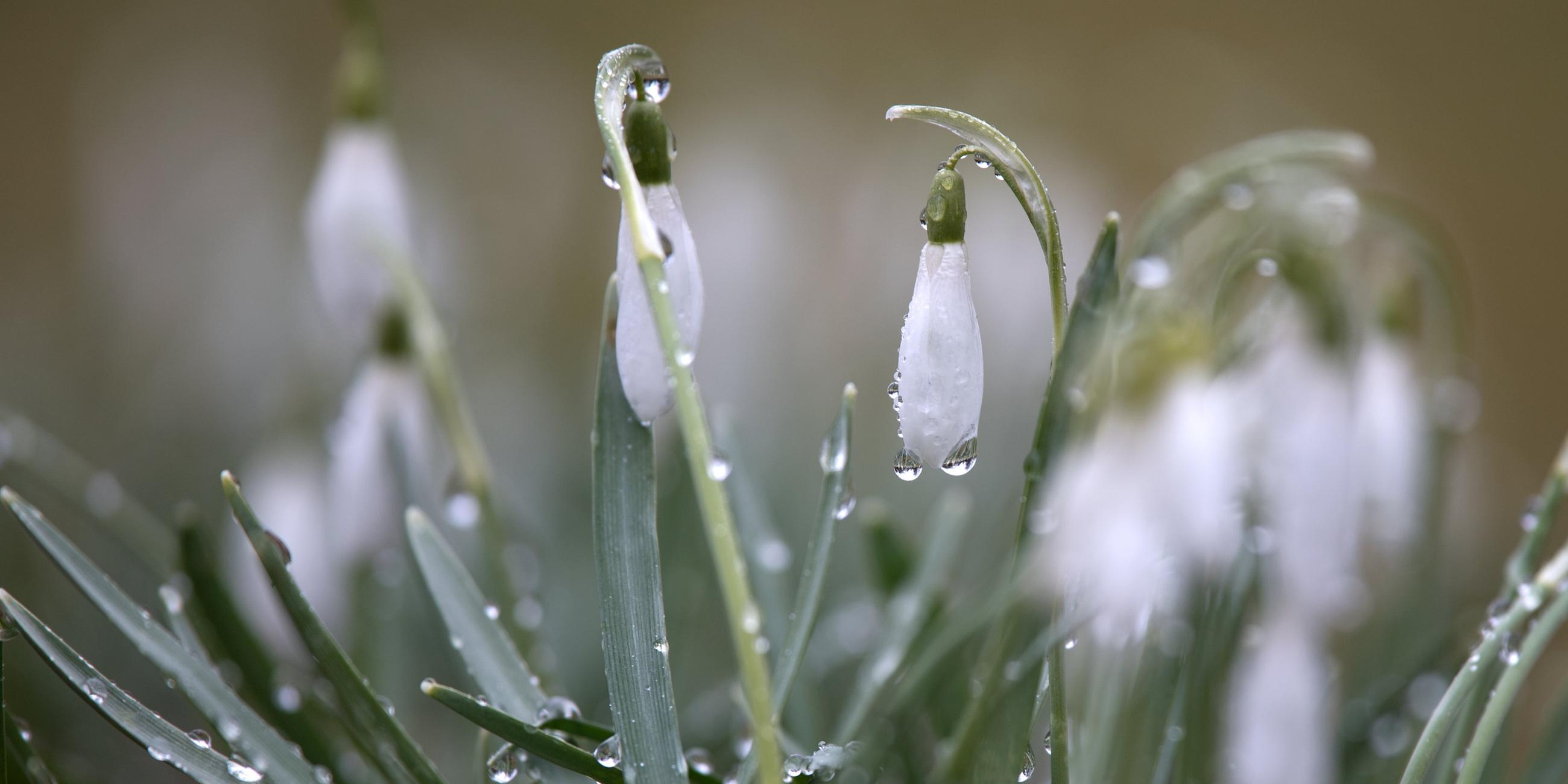 Schneeglöckchen mit Regentau.