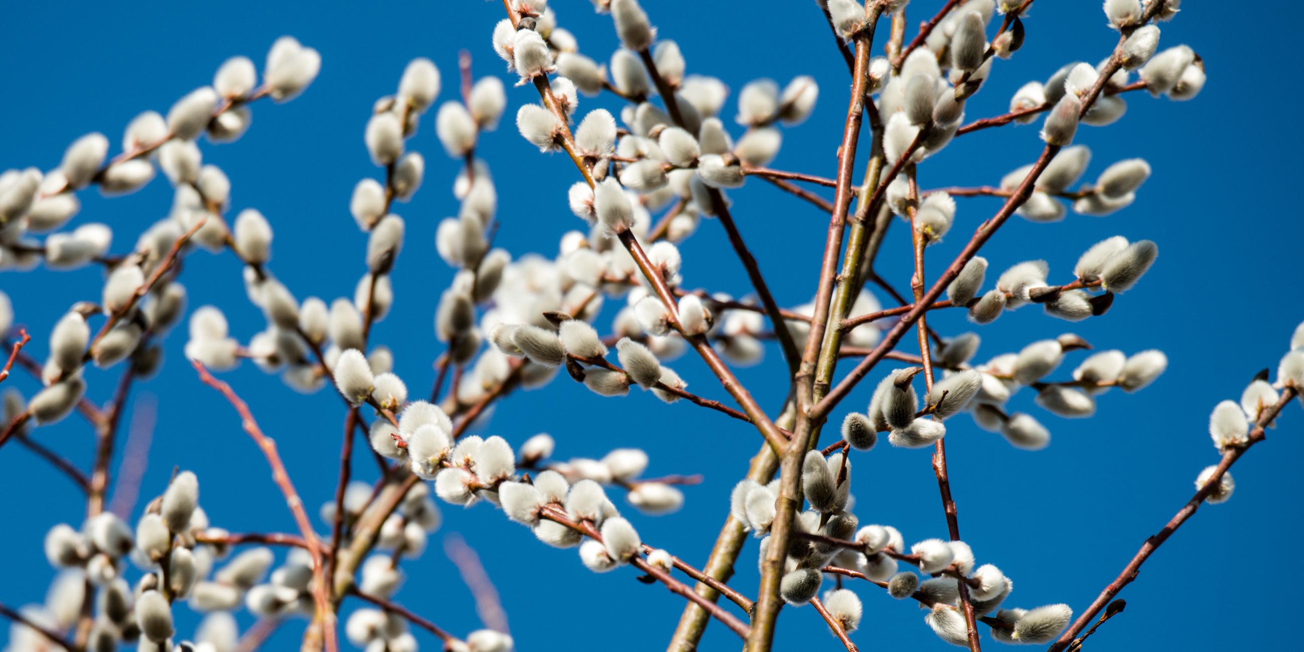 Die Blüten einer Weide: Weidenkätzchen.