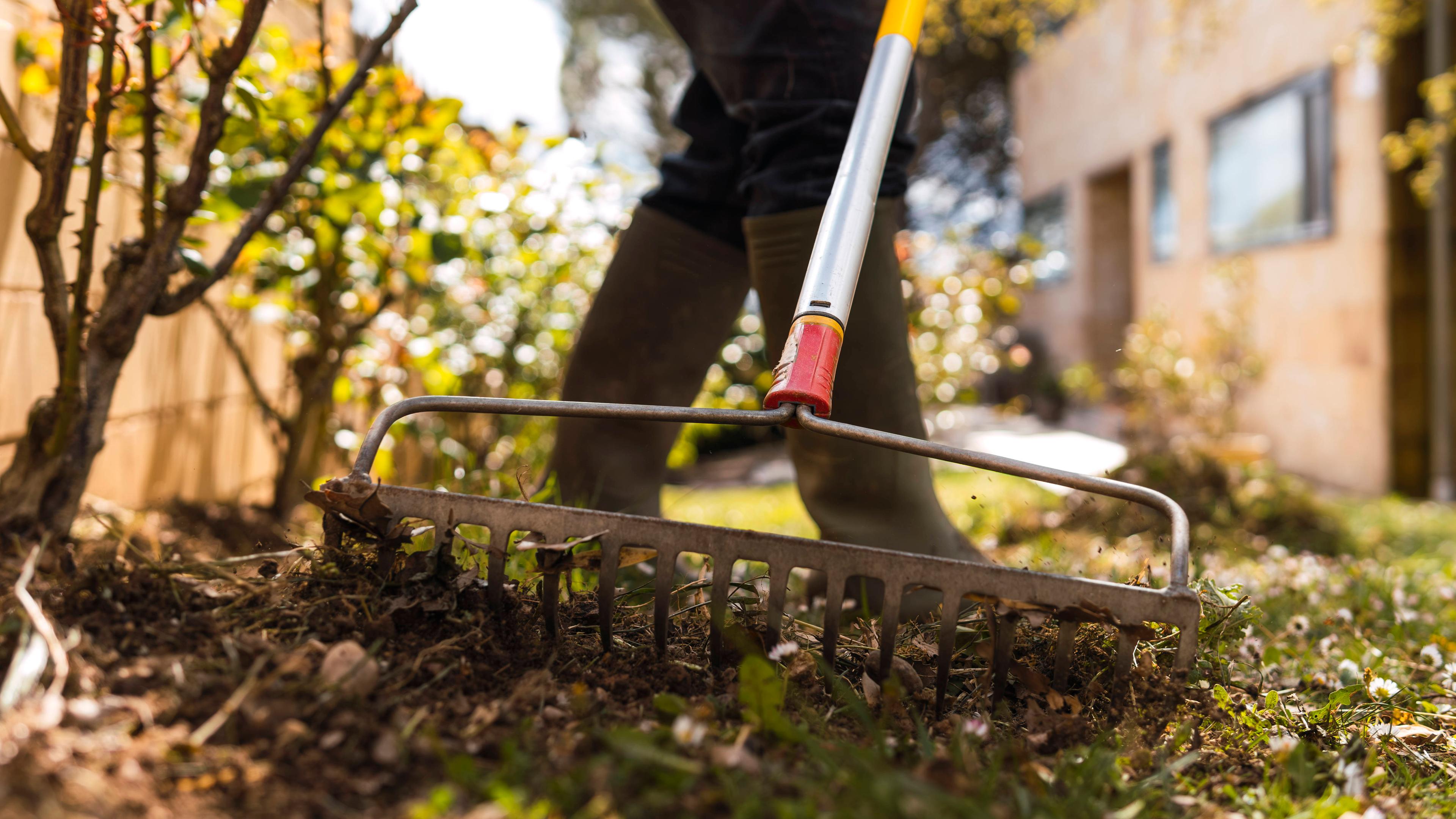 Mann arbeitet mit Harke im Garten