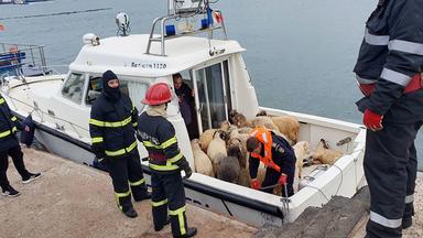 Unglück Im Schwarzen Meer Schiff Mit 14600 Schafen