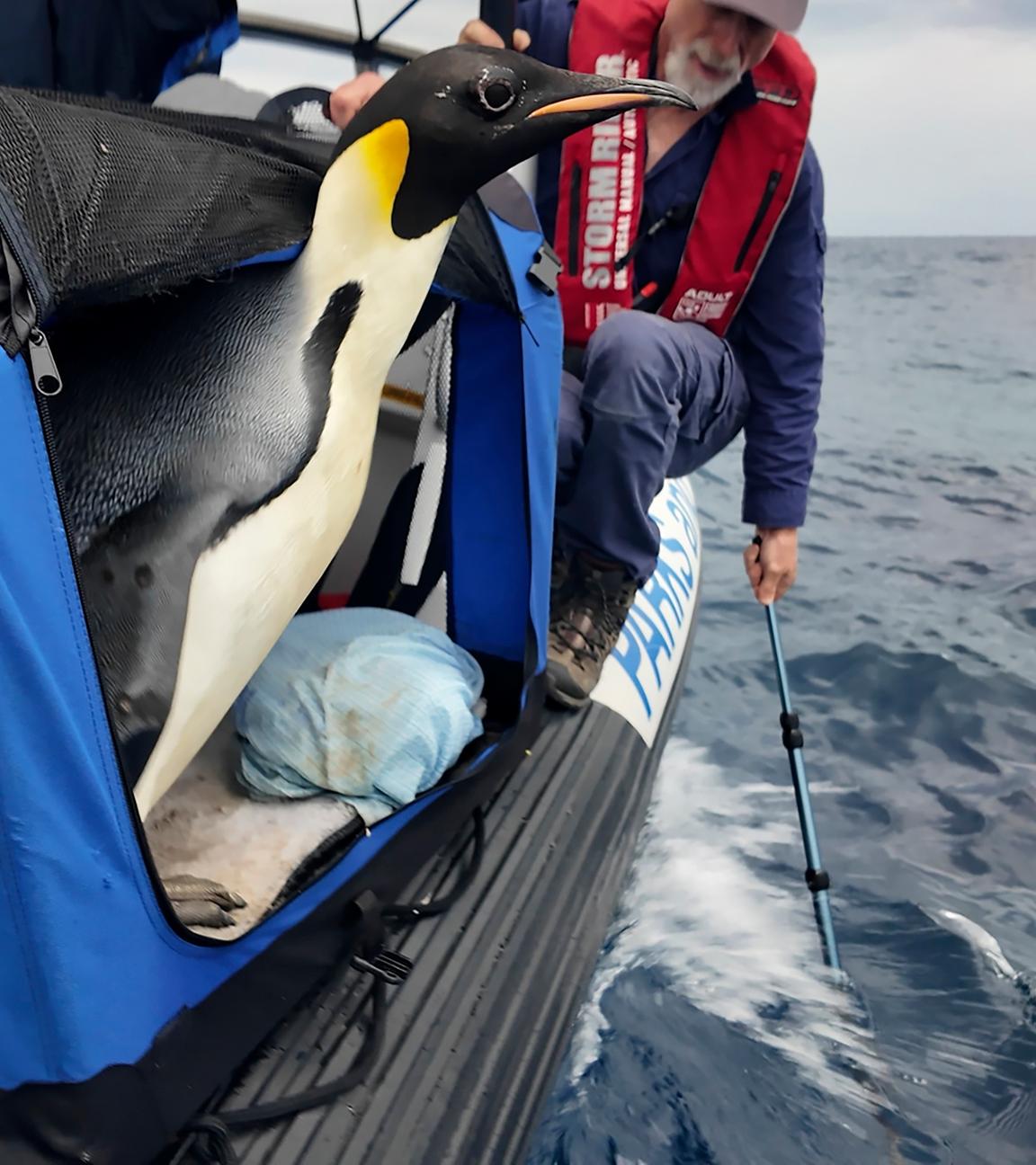 Der männliche Kaiserpinguin namens Gus wird vor der Südküste Westaustraliens wieder ins Meer entlassen.