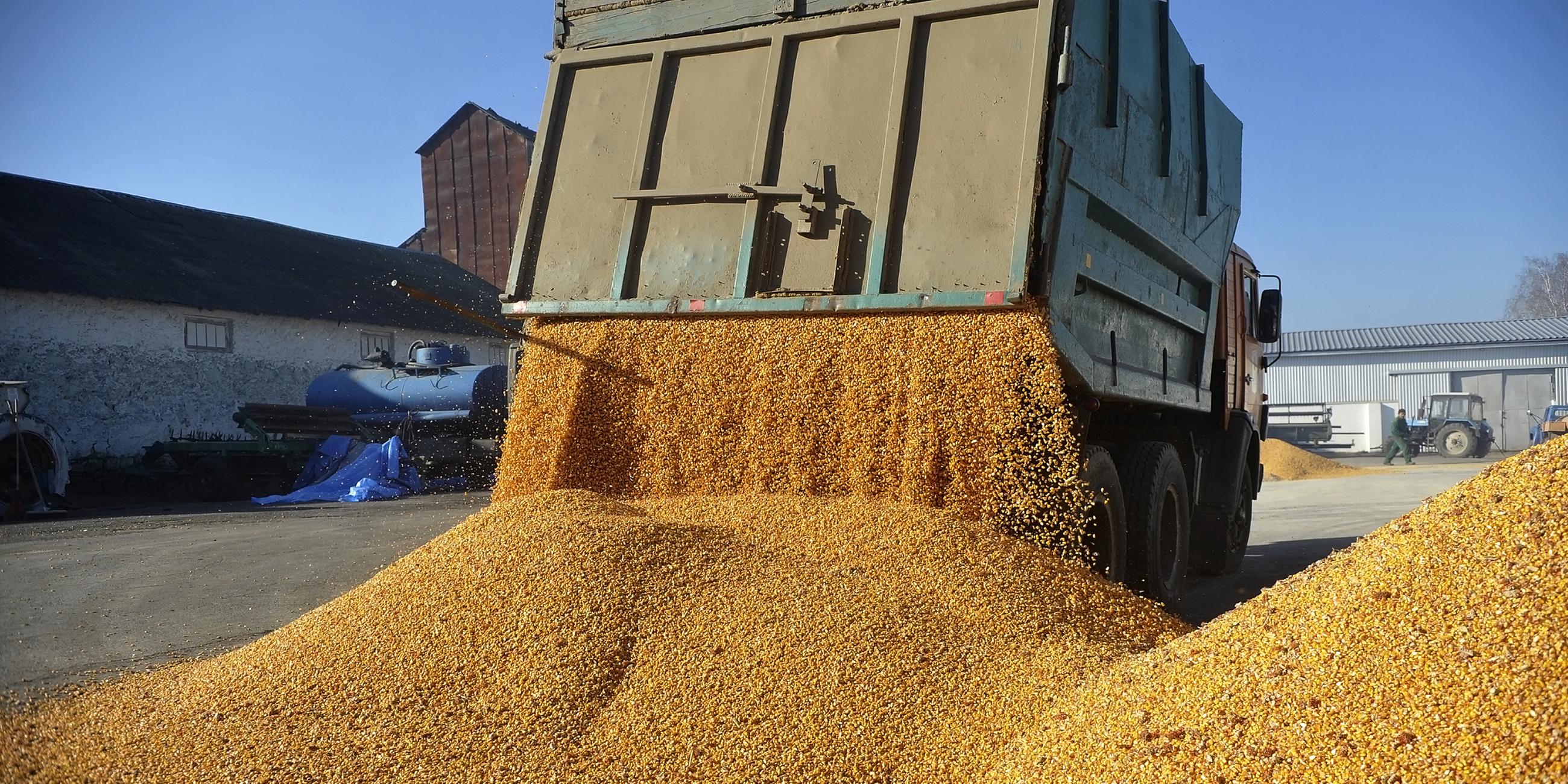 Ein Fahrzeug lädt Mais auf dem Bauernhof Roksana-K ab. 