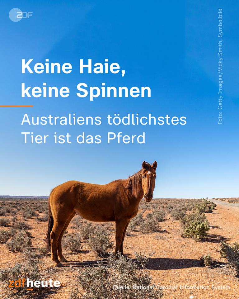 Grafik: Keine Haie, keine Spinnen