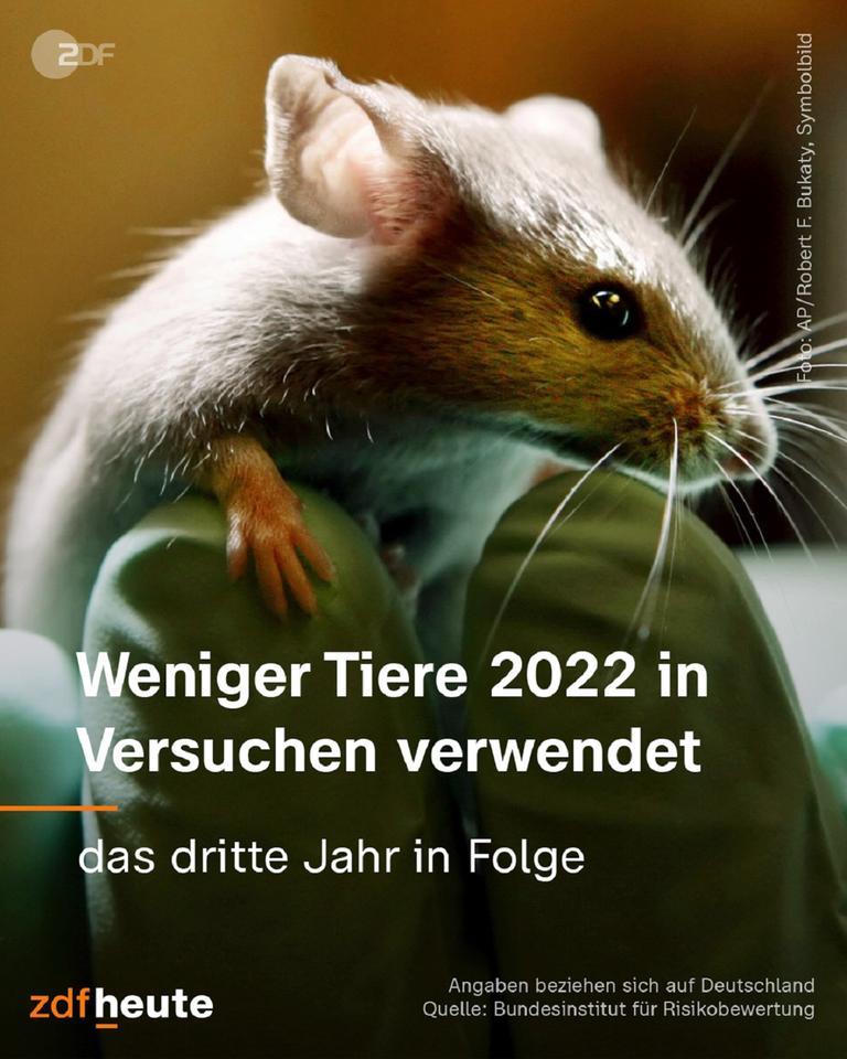 Grafik: Weniger Tiere 2022 in Versuchen verwendet