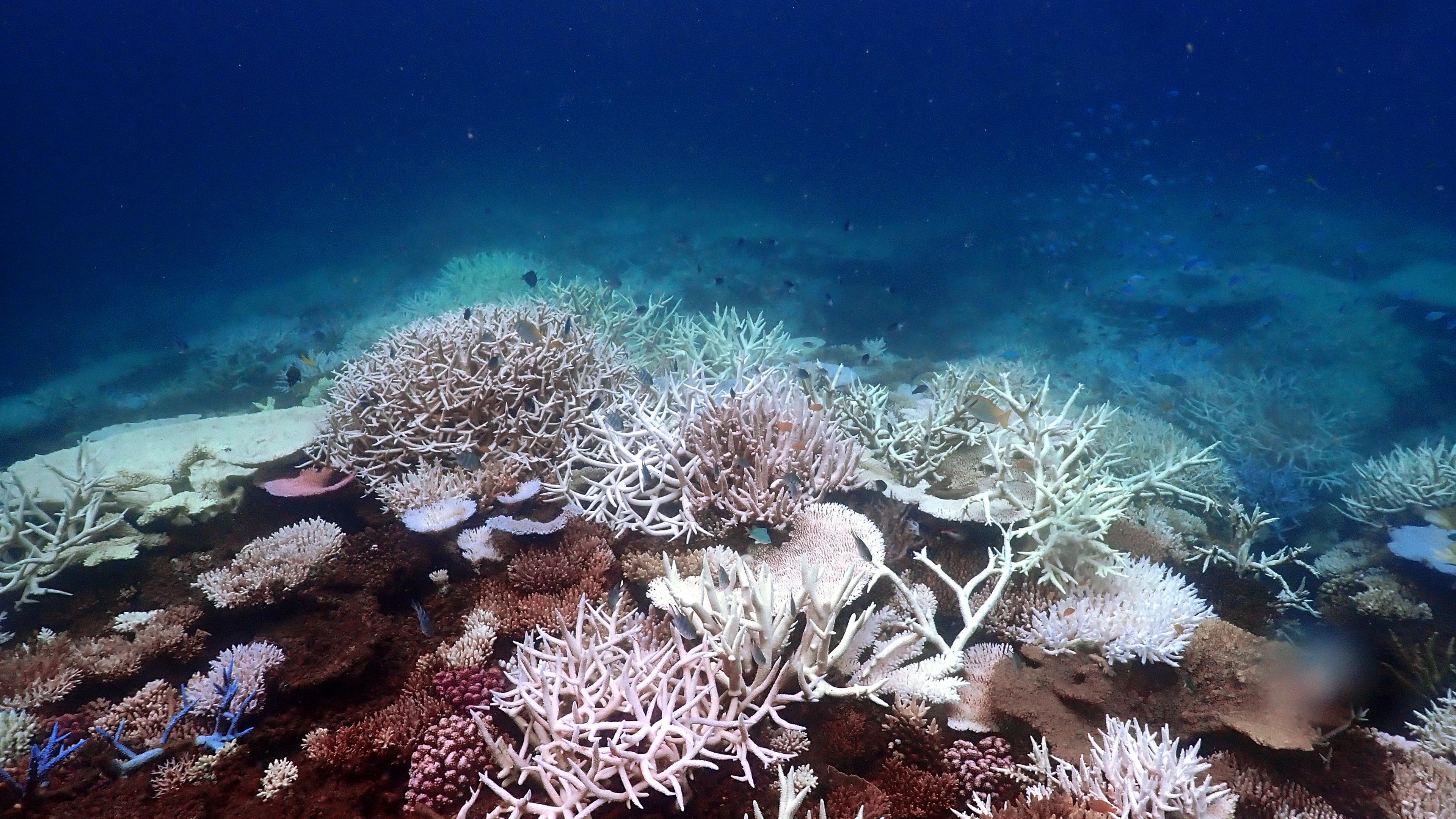 17.04.2024, Australien, Great Barrier Reef: Ein am Mittwoch aufgenommenes Bild zeigt die Korallenbleiche vor Lizard Island im südlichen Great Barrier Reef.17.04.2024, Australien, Great Barrier Reef: Ein am Mittwoch aufgenommenes Bild zeigt die Korallenbleiche vor Lizard Island im südlichen Great Barrier Reef.