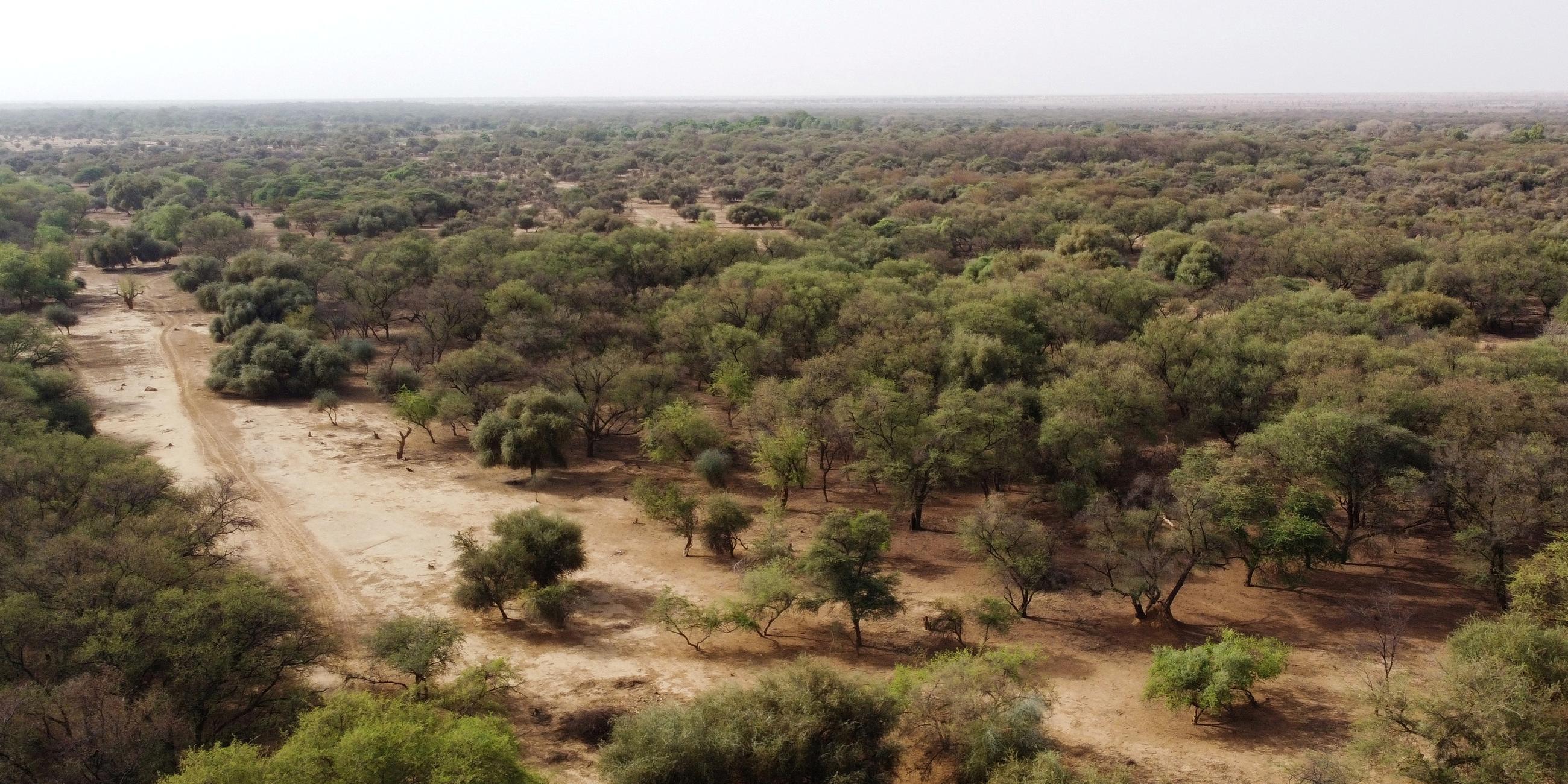 Eine Luftaufnahme zeigt Bäume in einem Gebiet, das Teil der Großen Grünen Mauer der Sahara und der Sahelzone ist, am Rande des Departements Walalde im Senegal, 11.07.2021. 