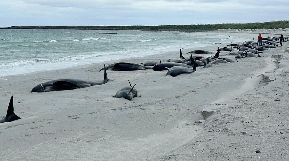 Dutzende Grindwale liegen auf einem Strand auf den schottischen Orkney-Inseln.