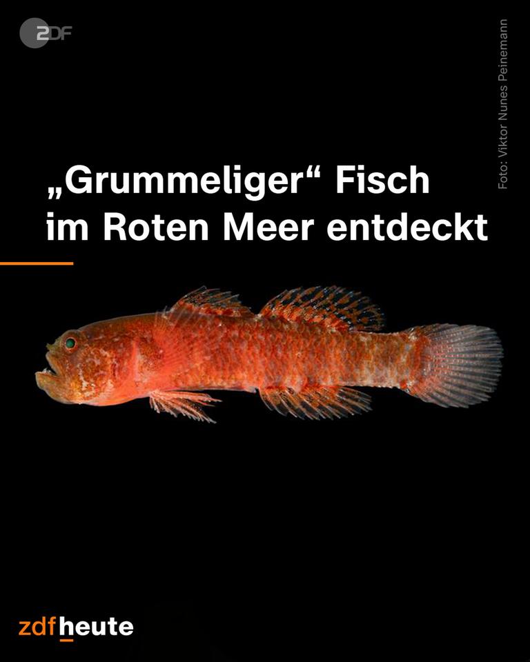 Ein neu entdeckter Fisch im Roten Meer. 