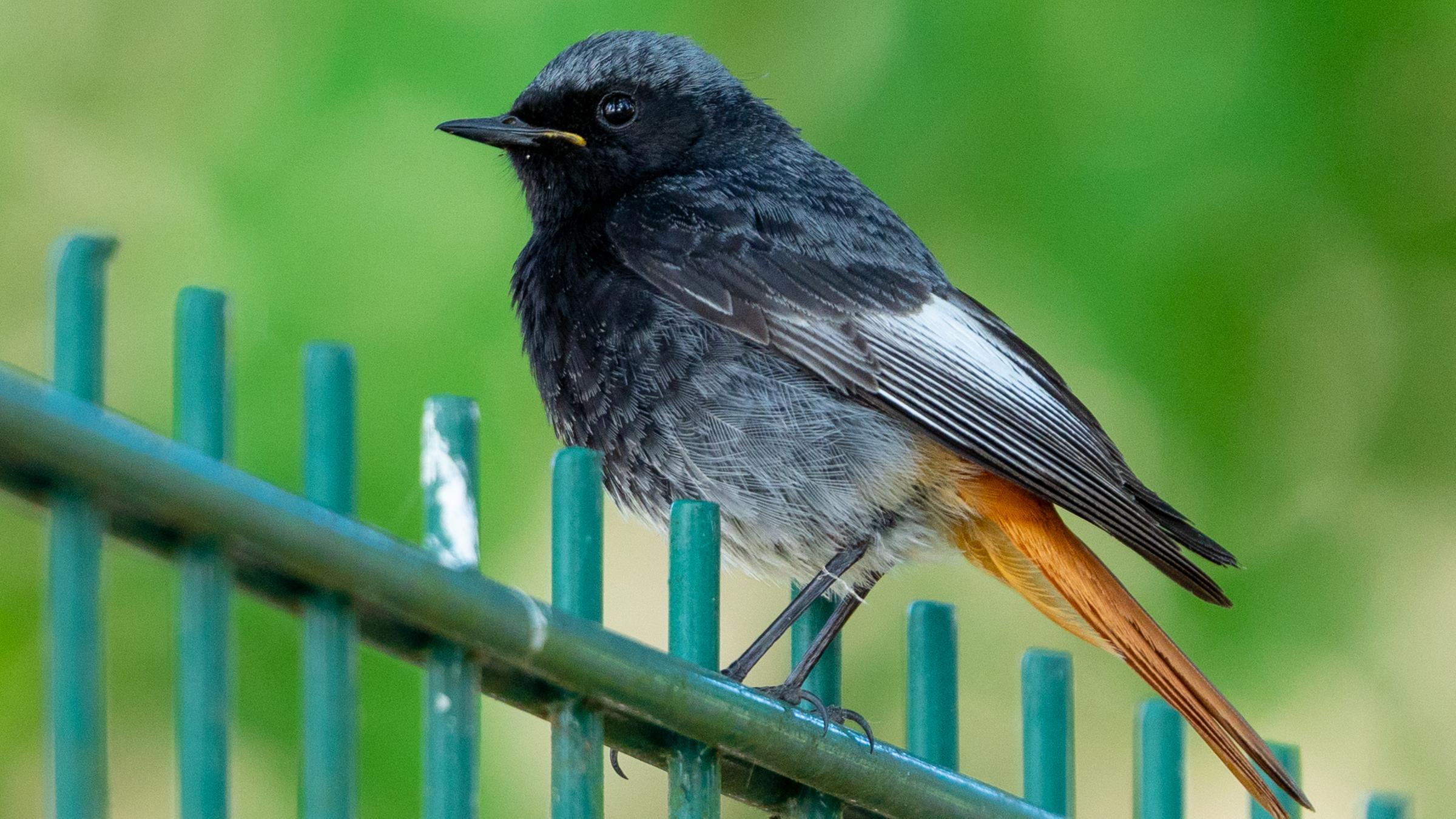  Ein Hausrotschwanz (Phoenicurus ochruros) sitzt auf einem Zaun