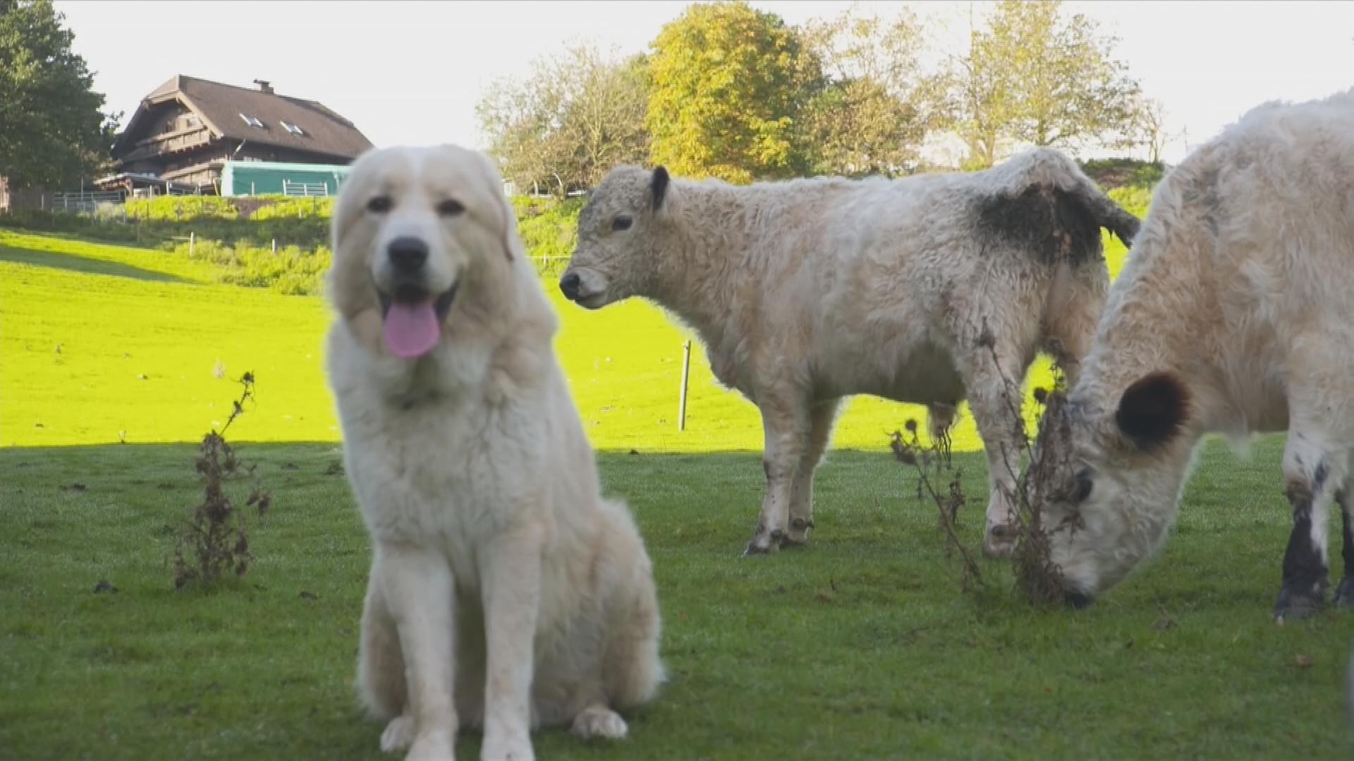 Ein Hund bewacht Schafe auf der Weide