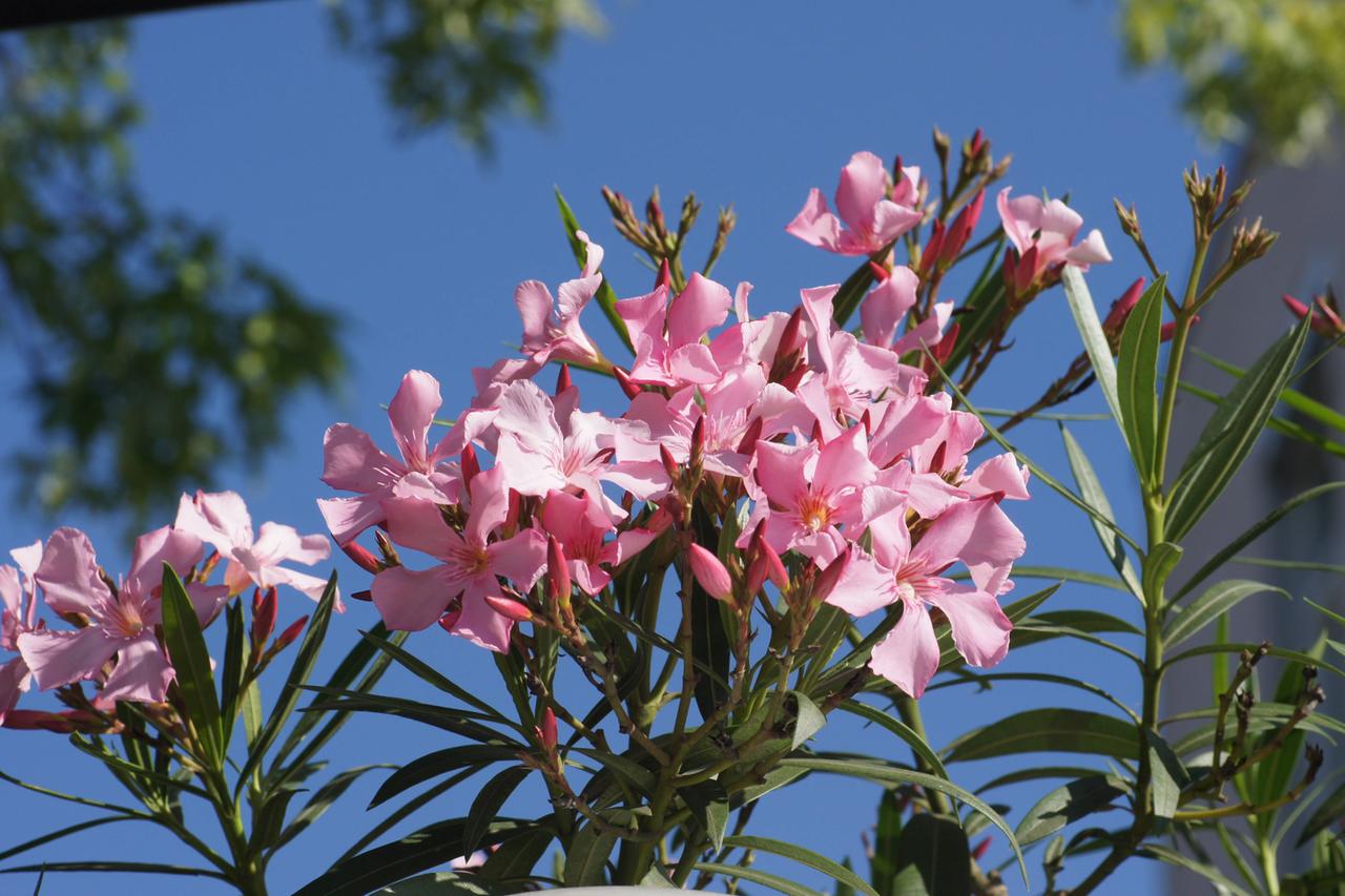 Oleanderblüte vor blauem Himmel.