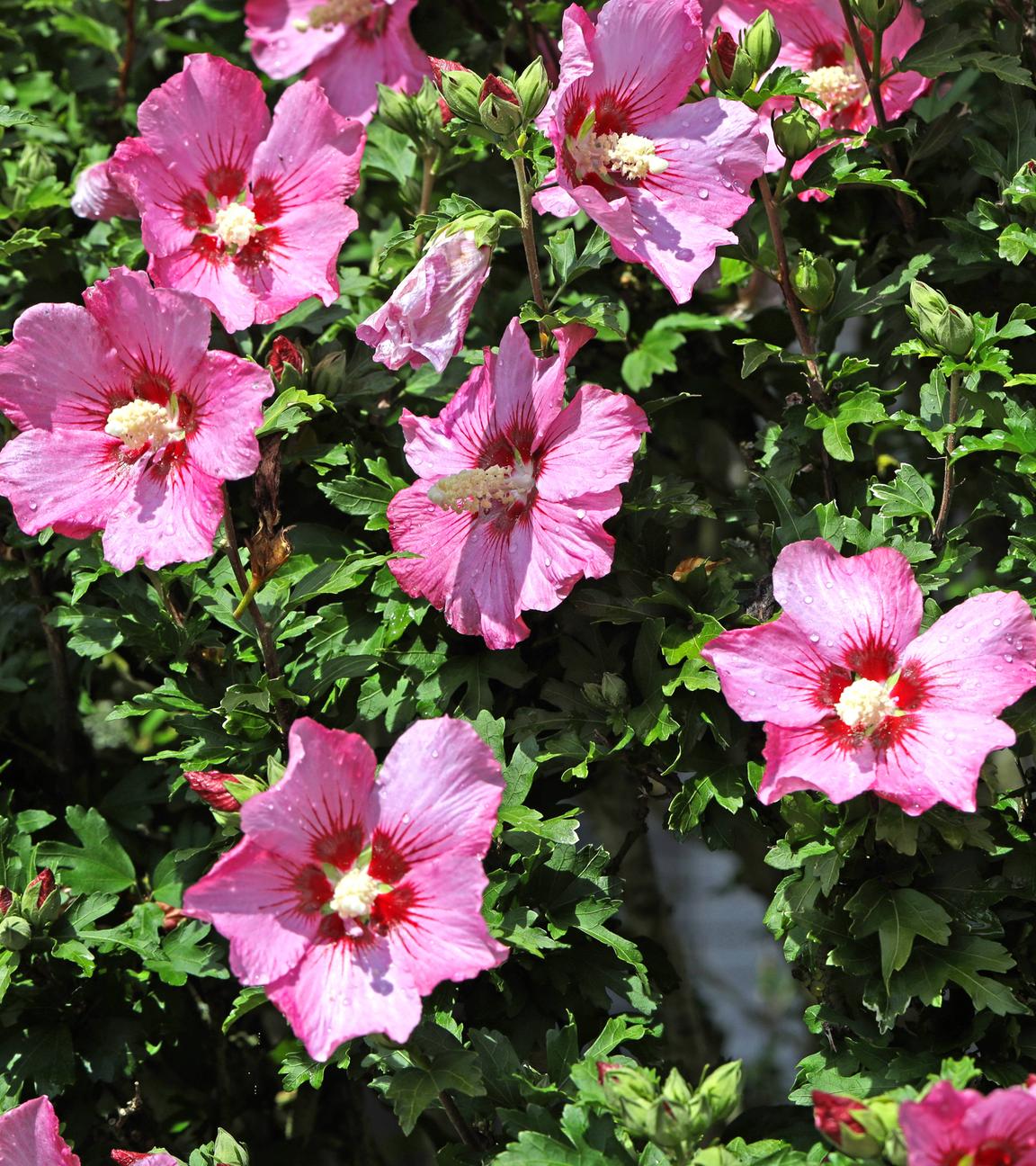 Roseneibisch, auch Hibiskus oder Freilandhibiskus, zur Blütezeit im Sommer