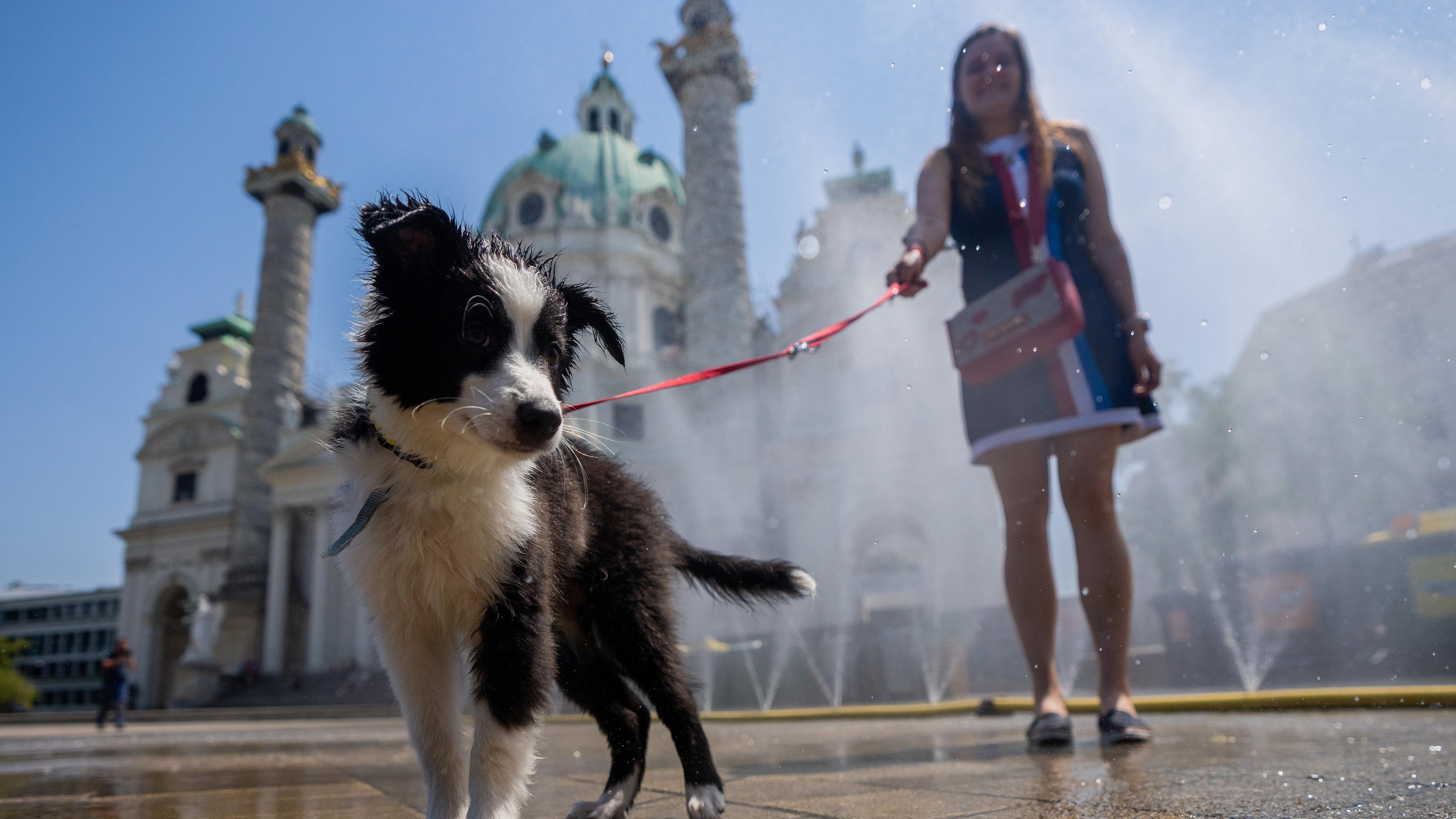 Ein Hundewelpe kühlt sich mit Sprühnebel in der Stadt ab