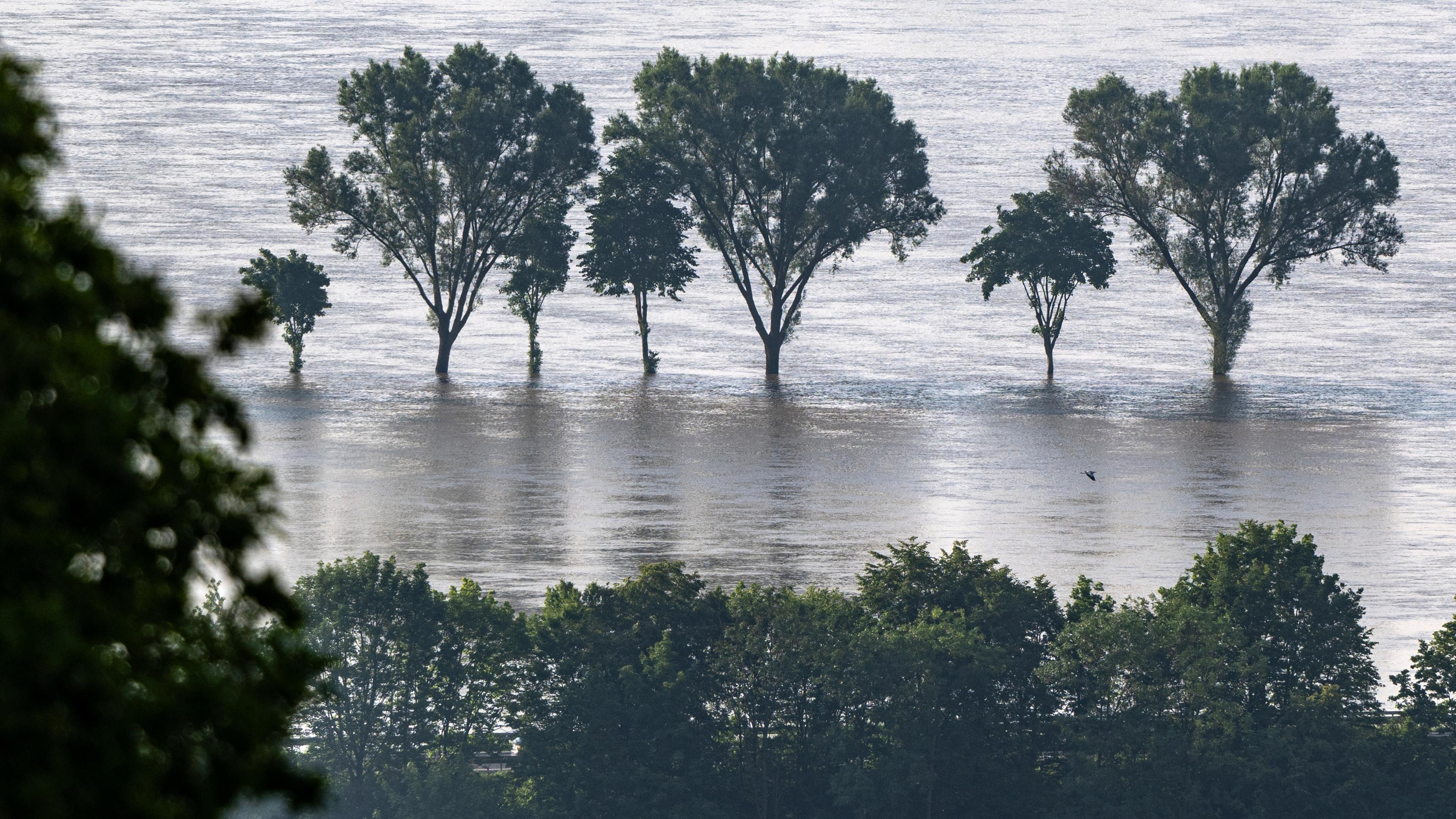 05.06.2024, Bayern, Bogen: Bäume stehen im Hochwasser der Donau.