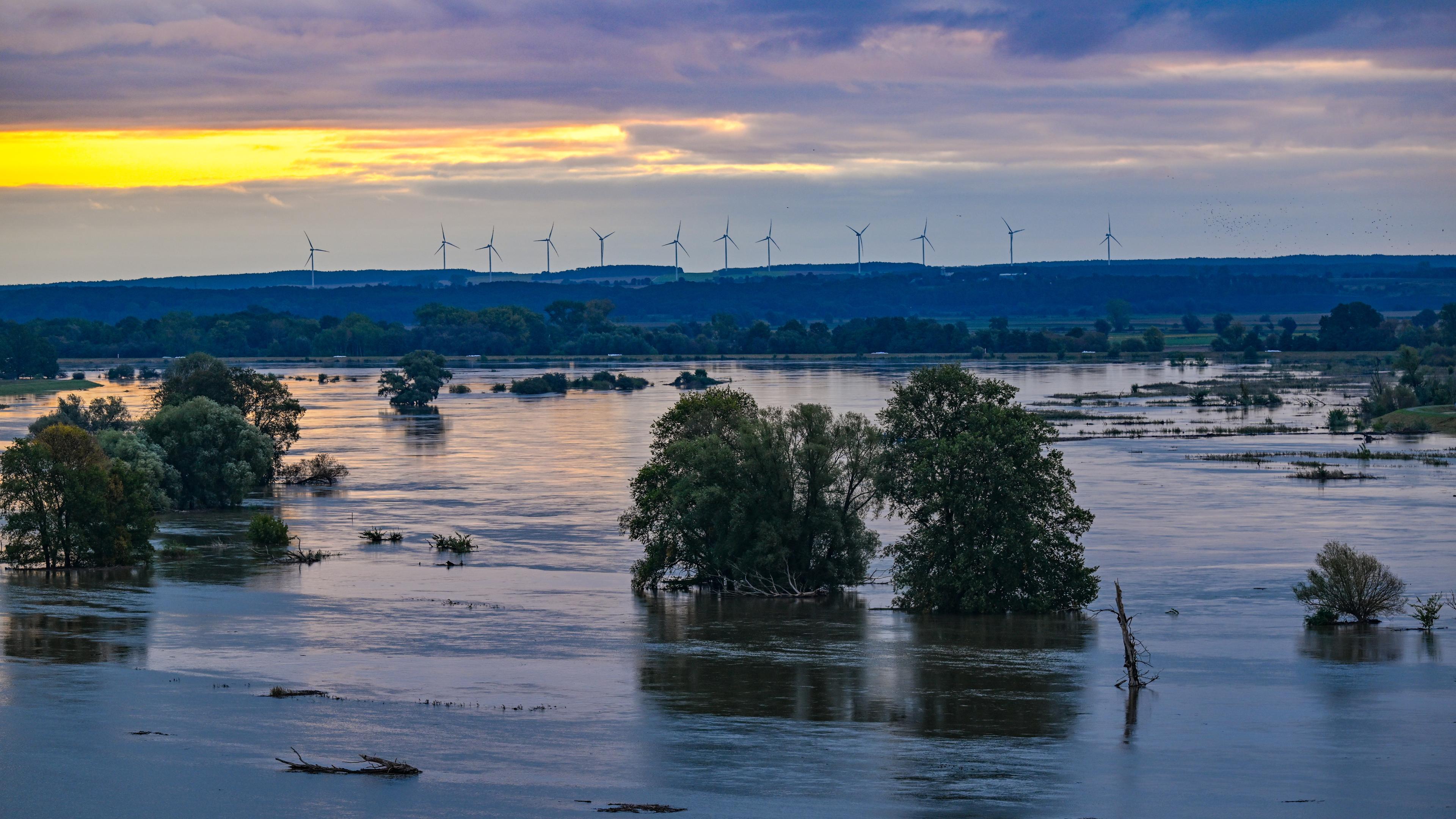 Das Hochwasser der Oder hat bereits weite Teile des Odervorlandes, wie hier nördlich von Frankfurt (Oder) nahe dem Ort Lebus, bis zum Deich überflutet.