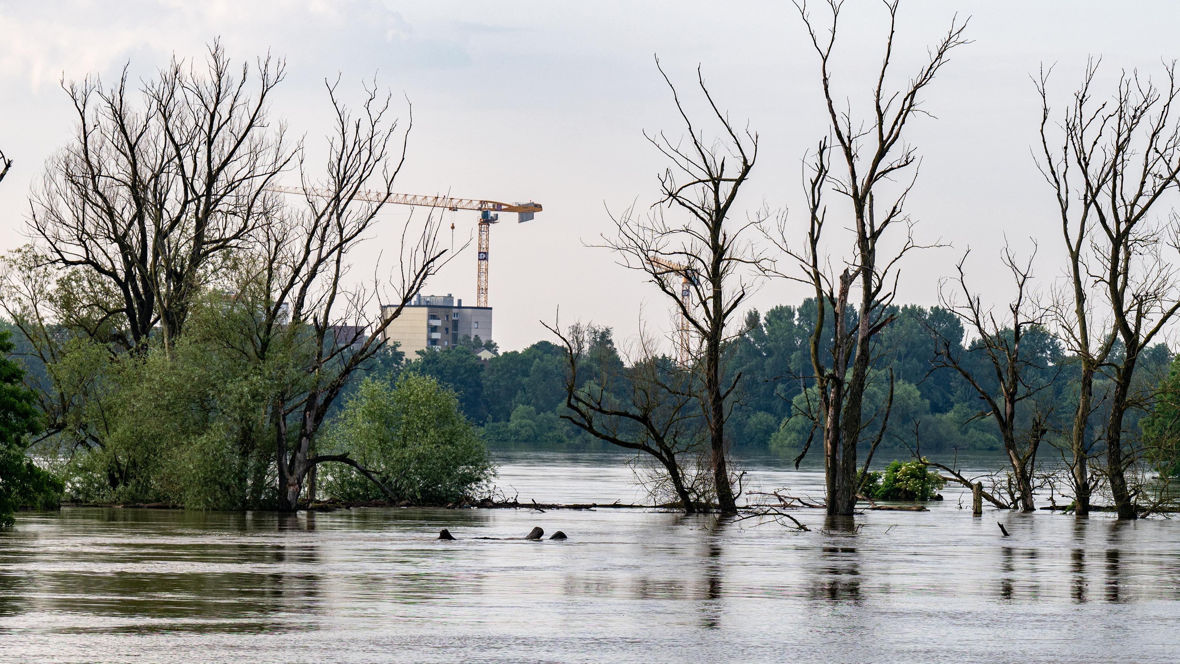 Bayern, Straubing: Bäume stehen im Hochwasser der Donau.