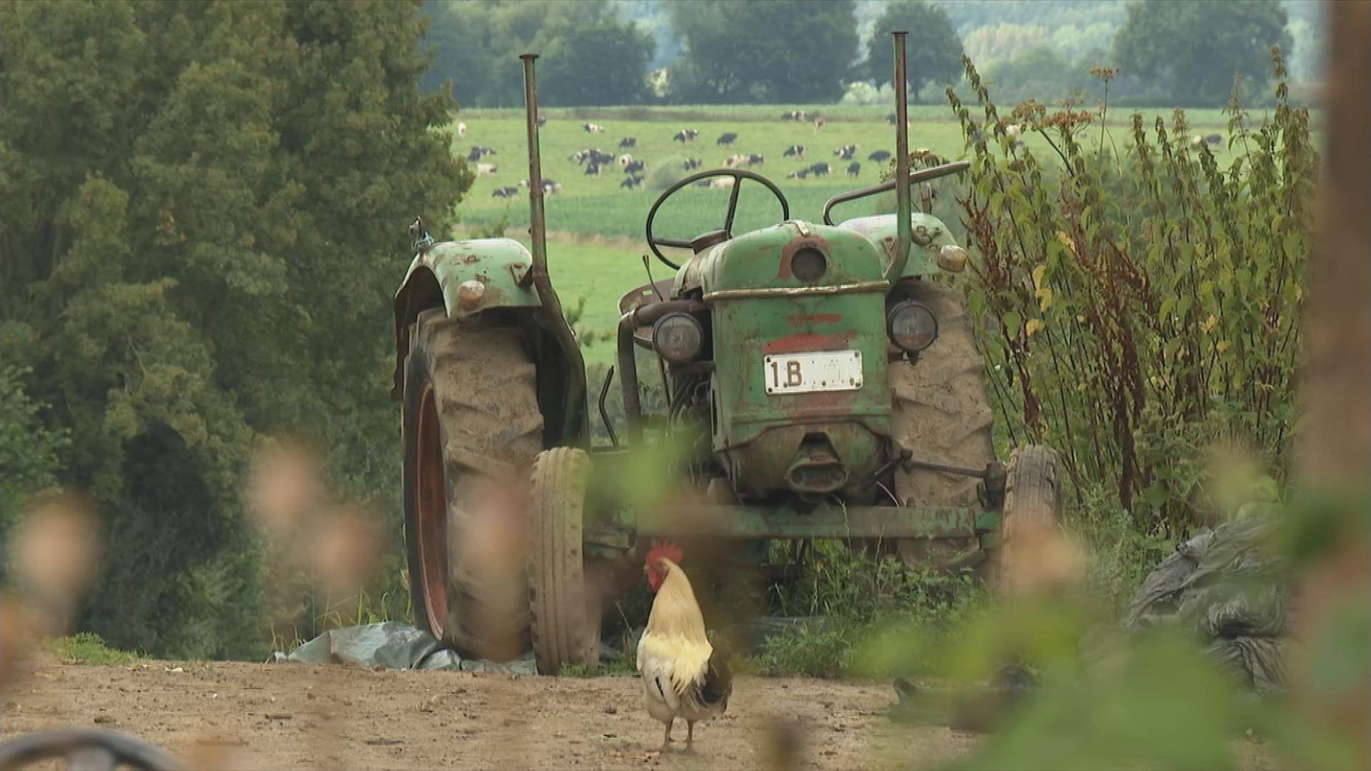 Alter Traktor steht vor Kuhweide auf Bauernhof in Belgien