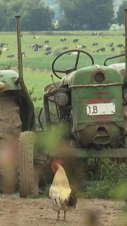 Alter Traktor steht vor Kuhweide auf Bauernhof in Belgien