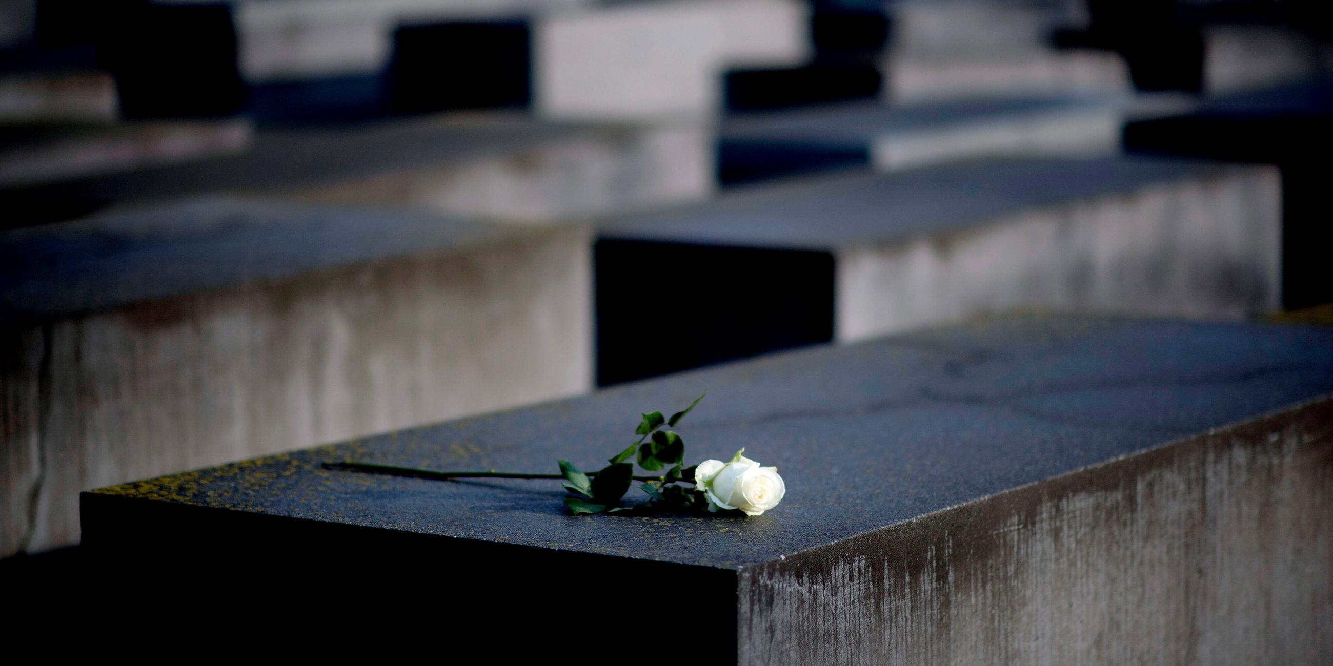 Auf einer Beton-Stele des Holocaust-Mahnmals in Berlin liegt eine weiße Rose.