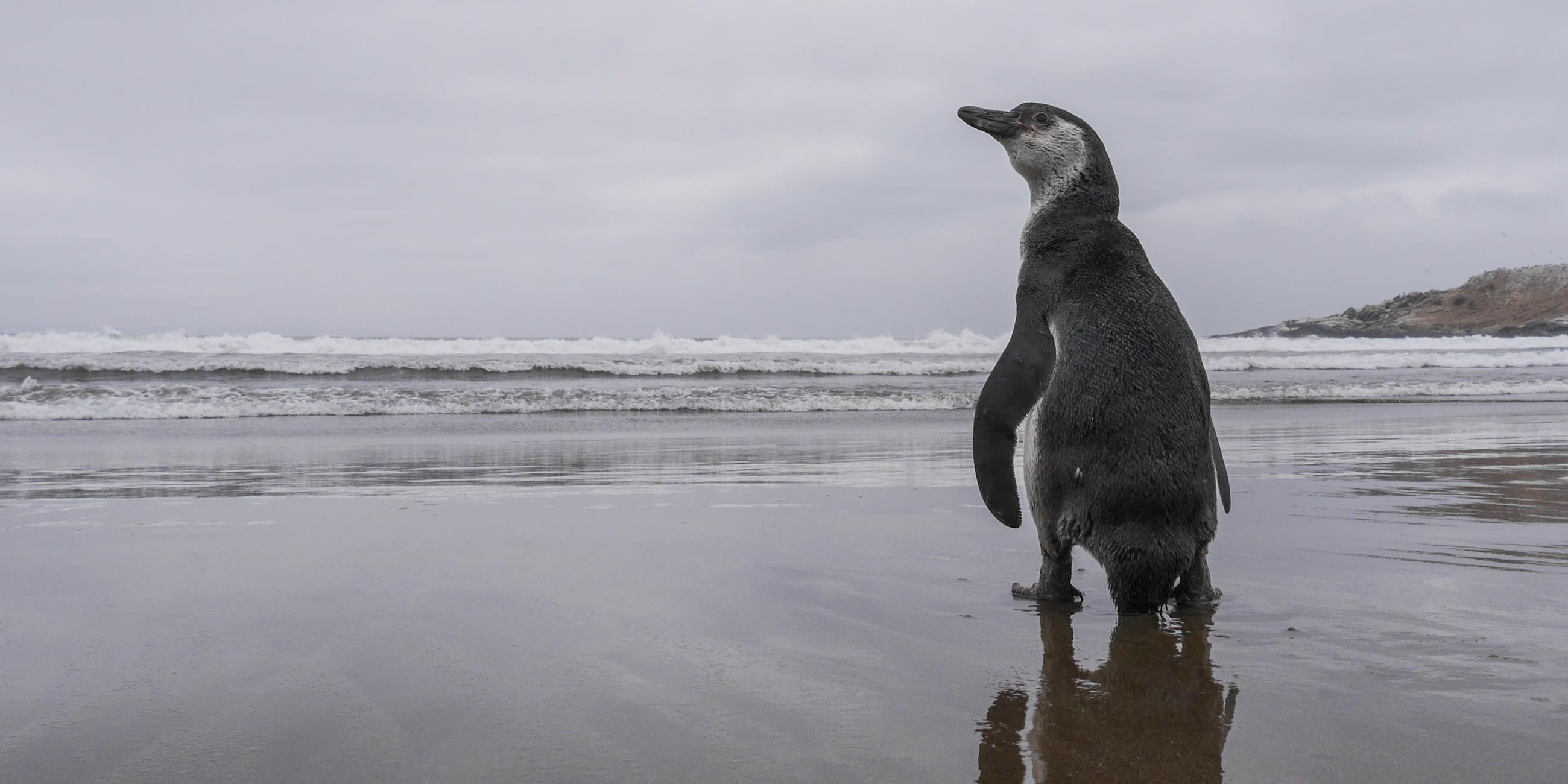 Archiv: Ein Humboldt-Pinguin, der in Dezember 2020 an dieser Stelle gerettet worden war und nun nach einer Reha wieder frei gesetzt wird, schaut an der Küste kurz zurück. Aufgenommen am 19.01.2021, in Chile, Zapallar 