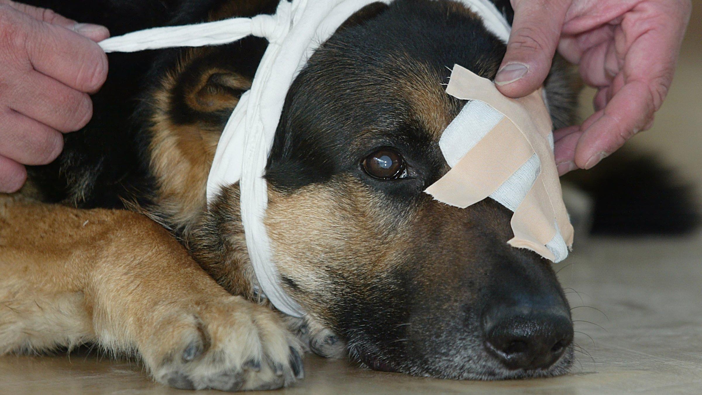 Ein Schäferhund hat einen Verband am Kopf und bekommt ein Pflaster auf ein Auge geklebt.