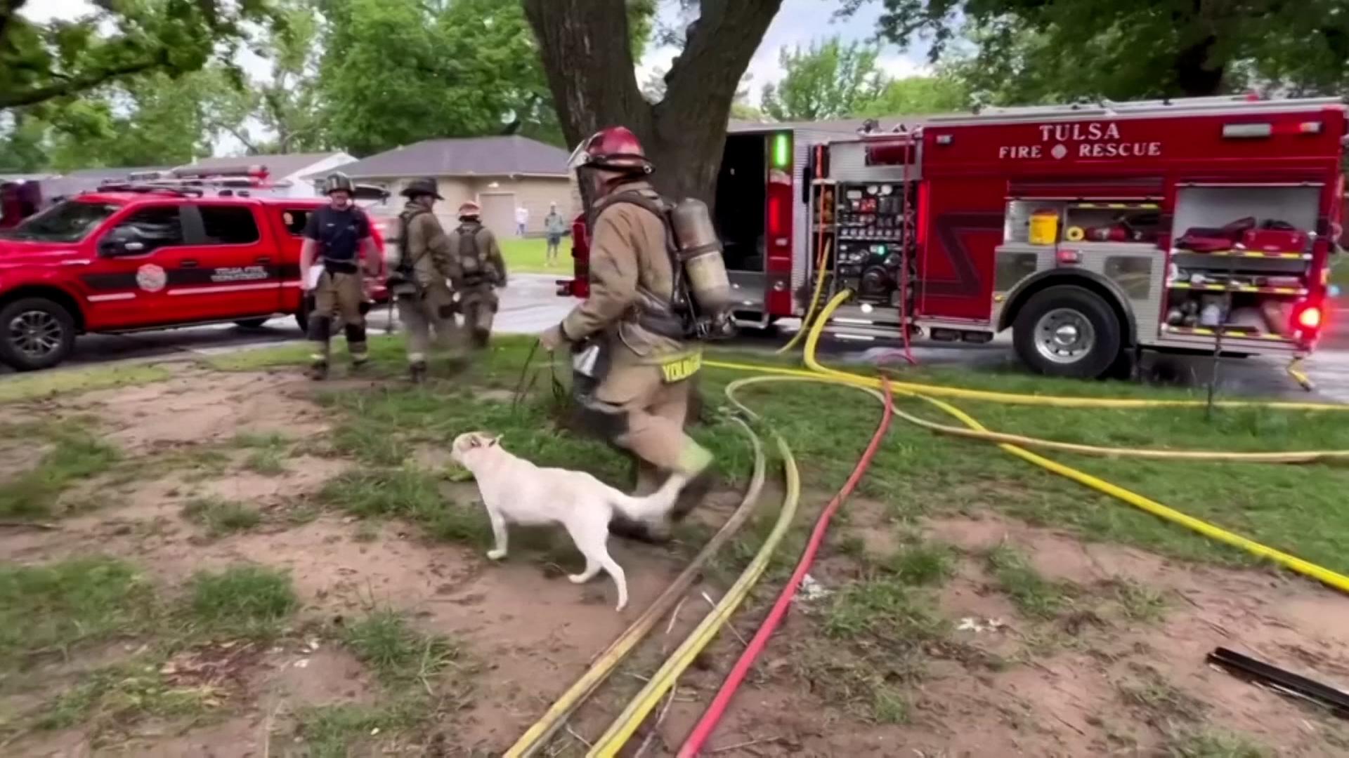 Hund löst Brand mit Powerbank ausHund löst Brand mit Powerbank aus