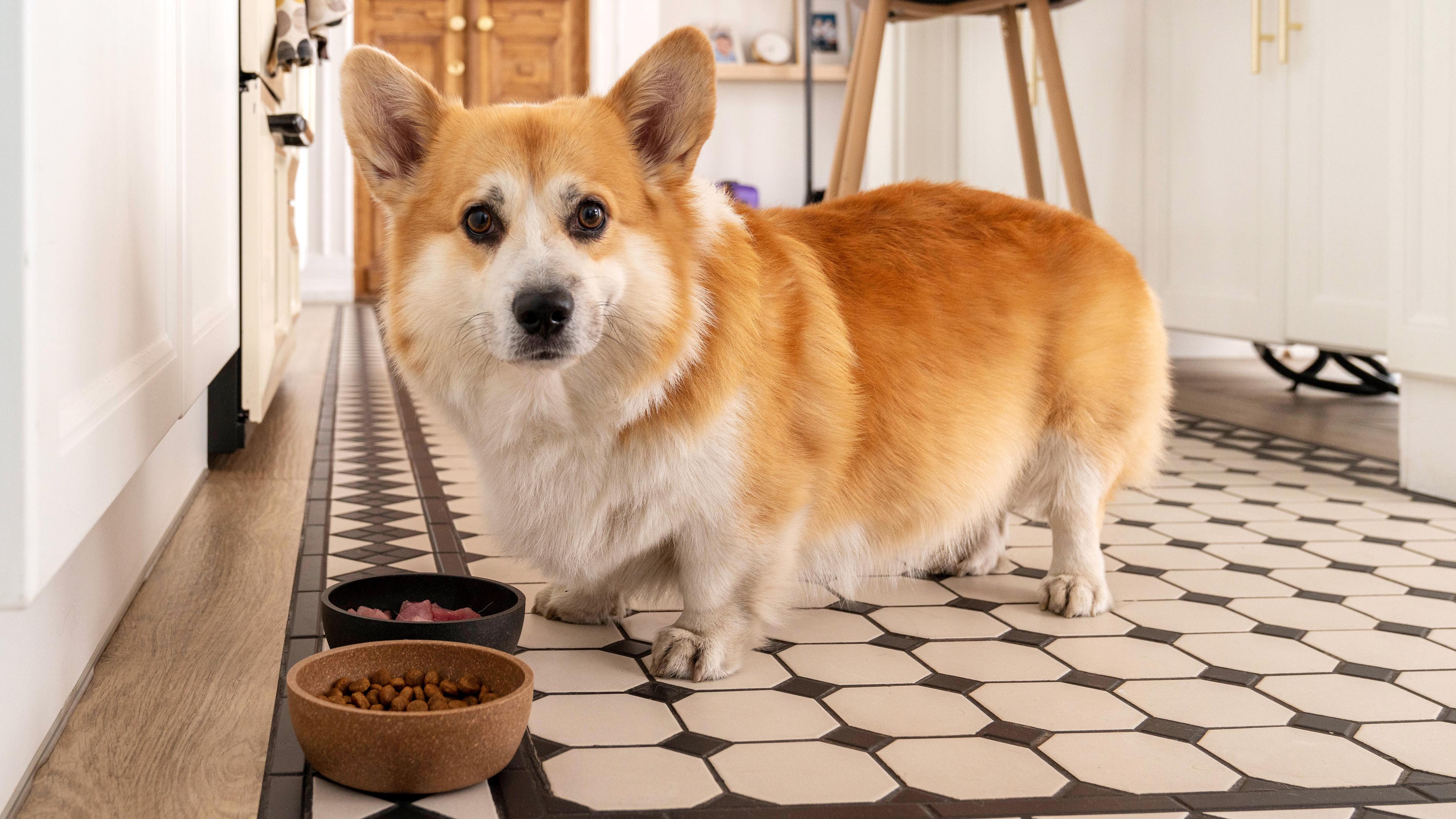 Ein Hund steht vor zwei Futternäpfen