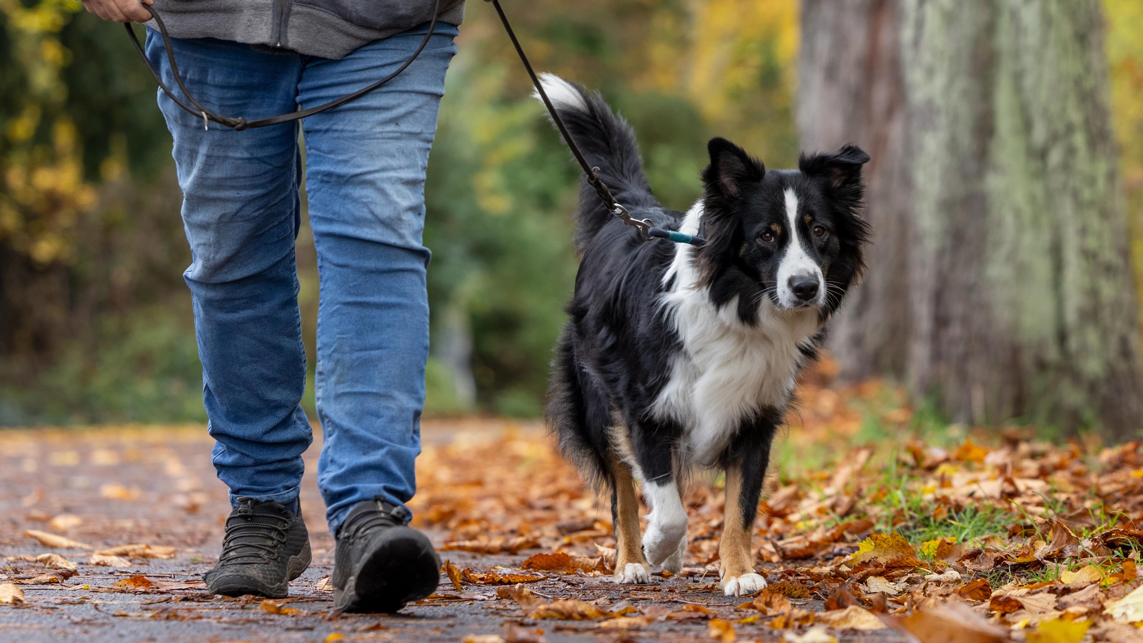 Ein Hund läuft im Wald an einer Leine neben seinem Besitzer her.