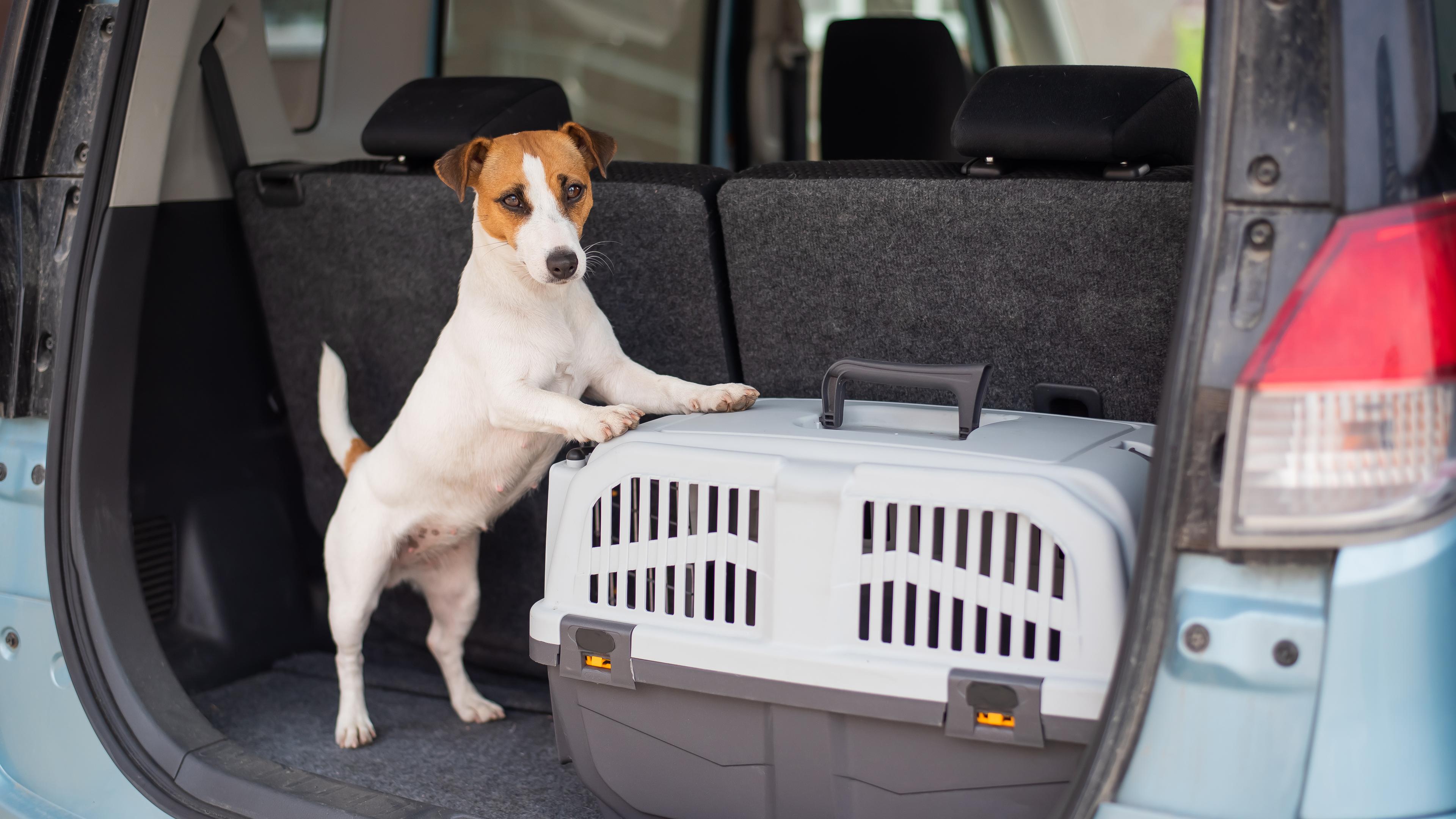 Ein Jack Russel Terrier hat die Vorderpfoten auf eine Transportbox im Kofferraum eines Autos gelegt.