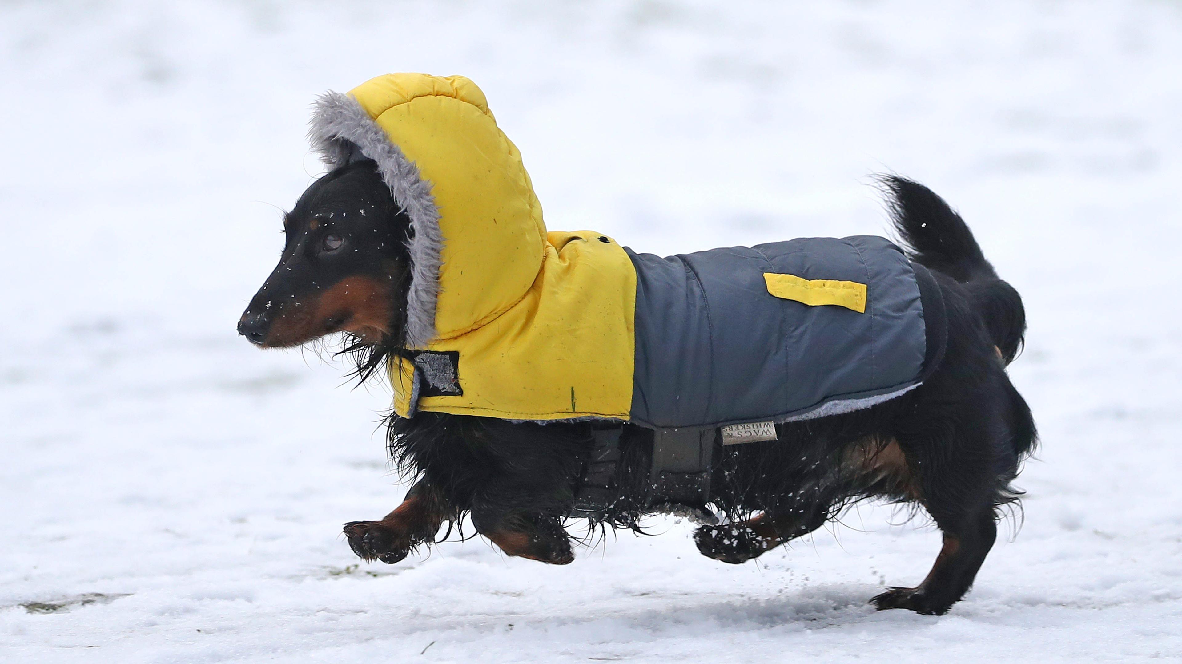 Hunde im Winter: Helfen Hundemantel und Schuhe gegen Kälte? - ZDFheute
